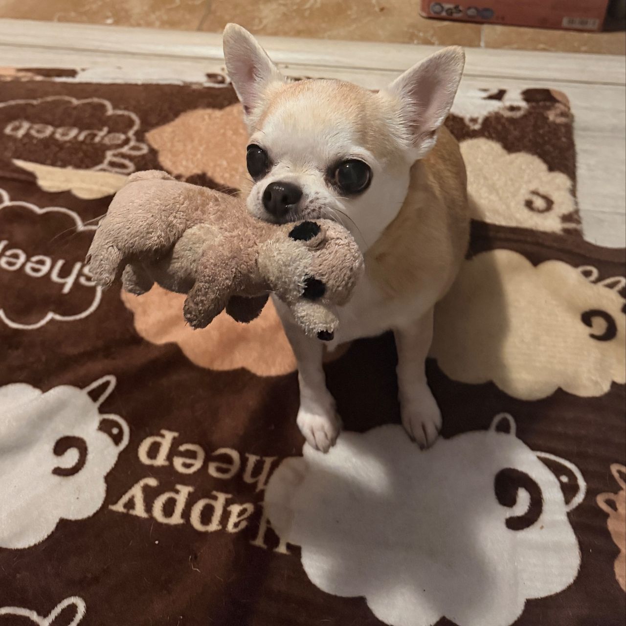 Soutěžní fotografie - Forina,  Čivava