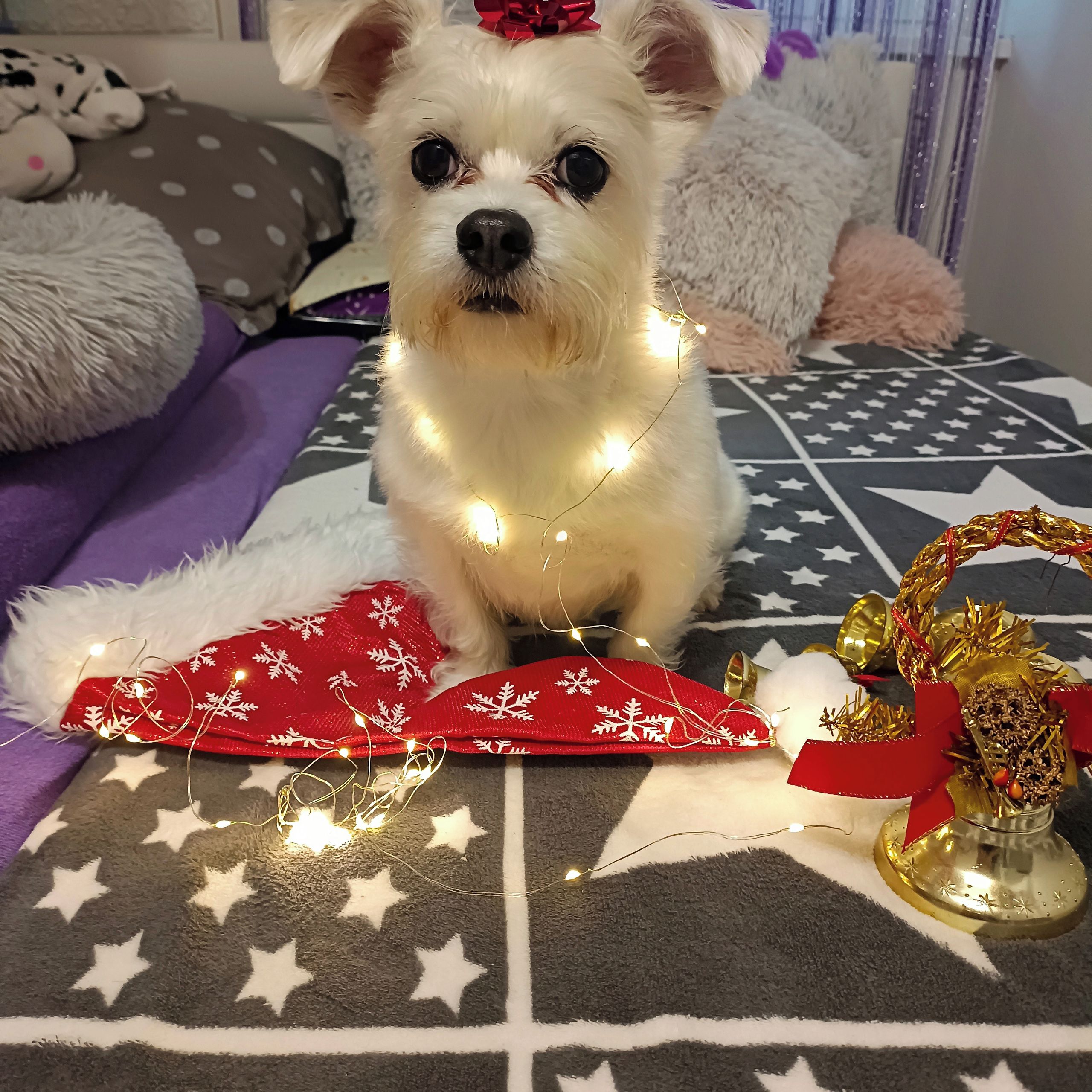 Soutěžní fotografie - Pepíček,  Ostatní