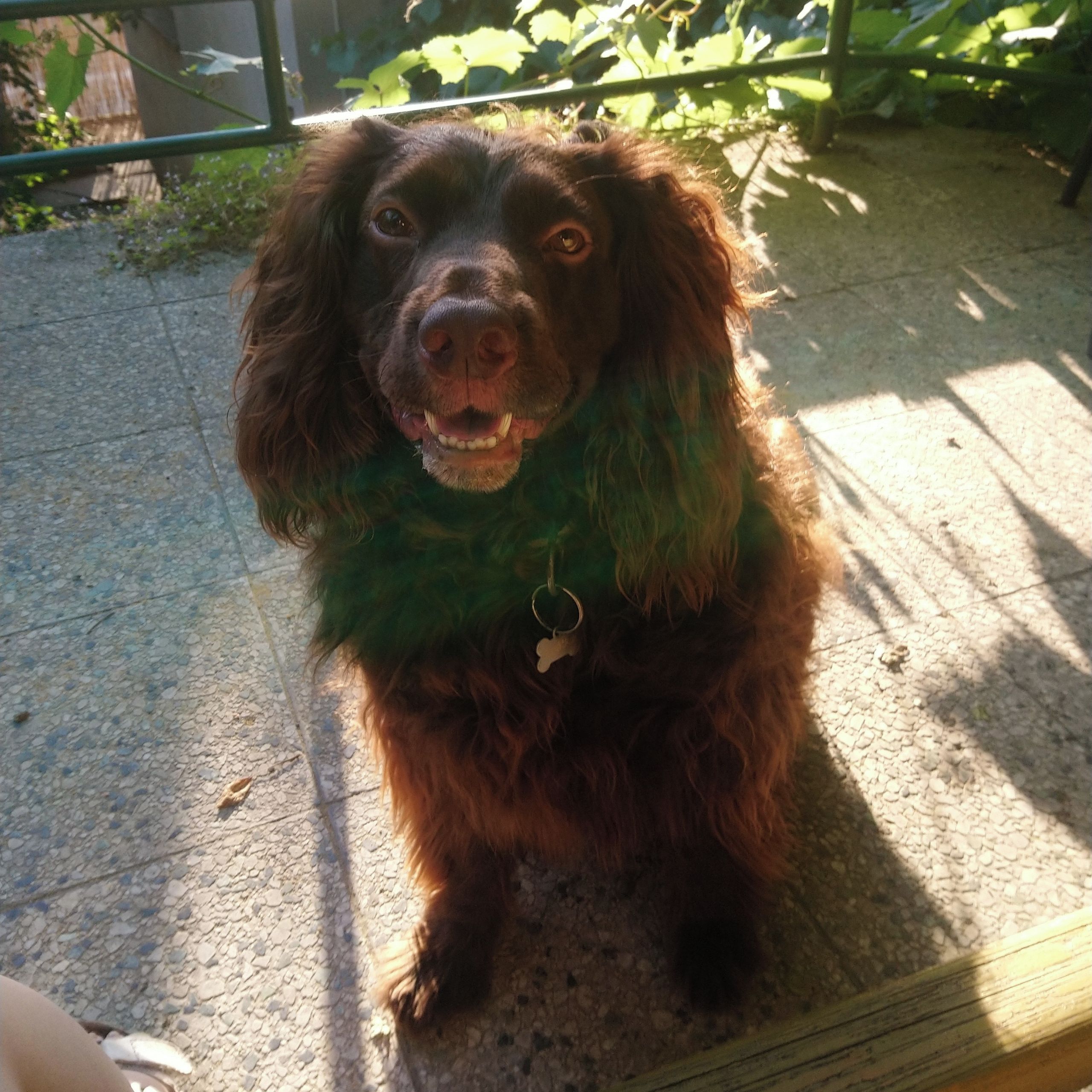 Soutěžní fotografie - Agátka,  Německý křepelák