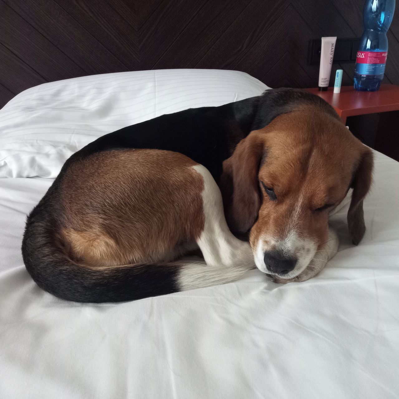 Soutěžní fotografie - Rex,  Beagle