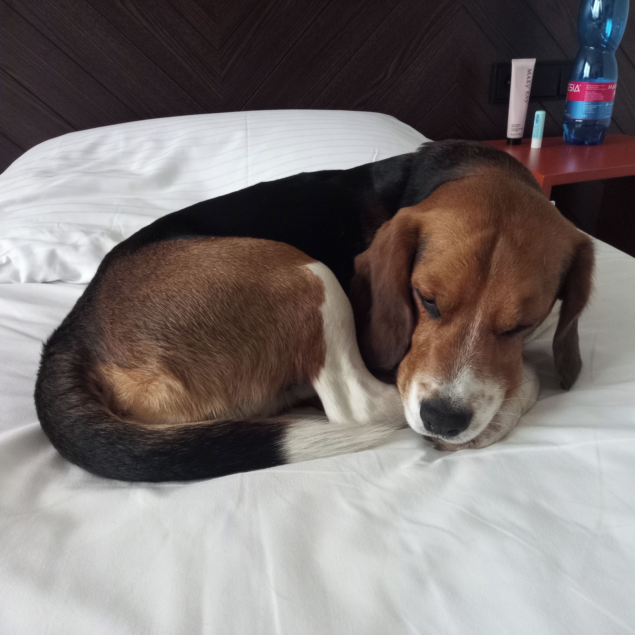 Soutěžní fotografie - Rex,  Beagle