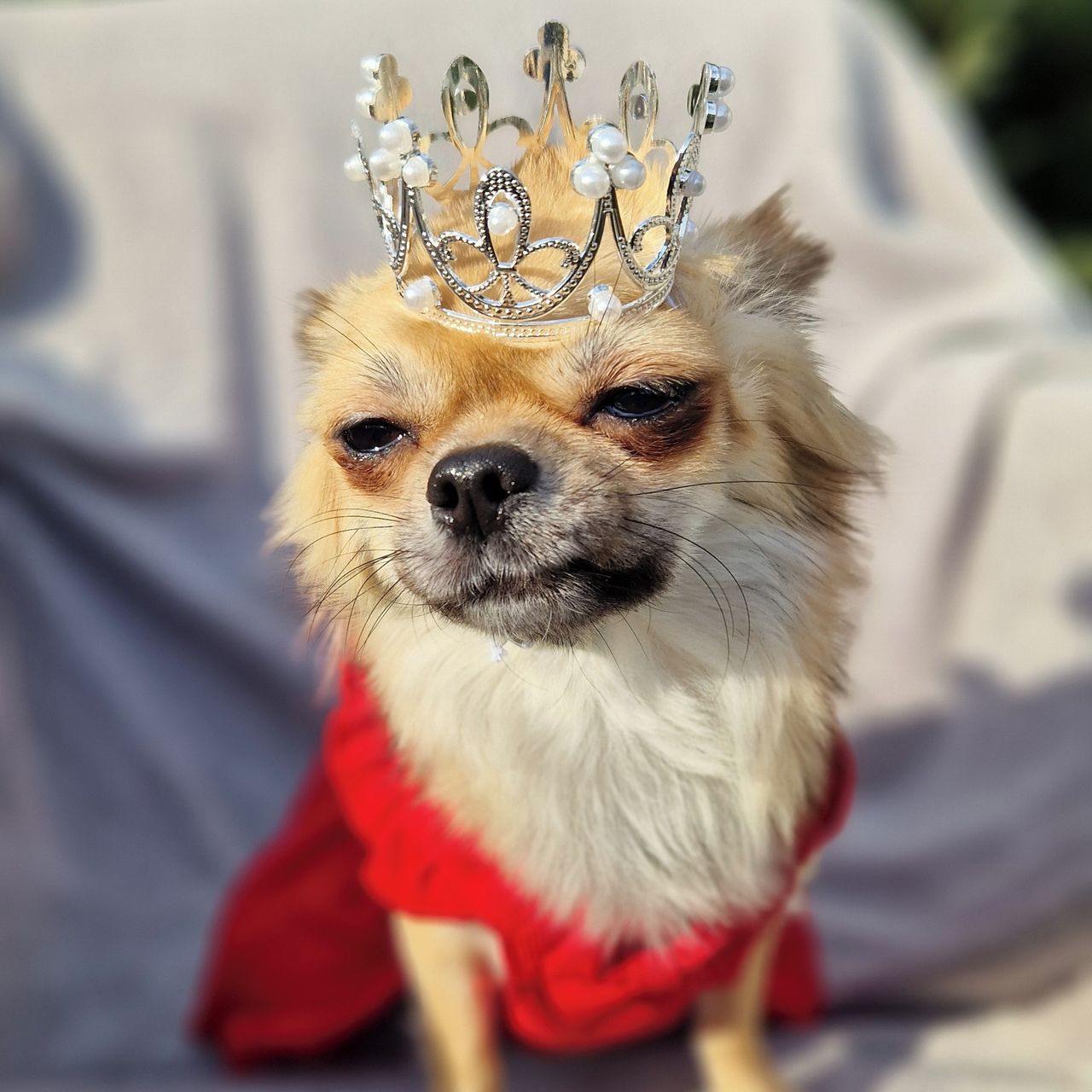 Soutěžní fotografie - Laurinka,  Čivava dlouhosrstá