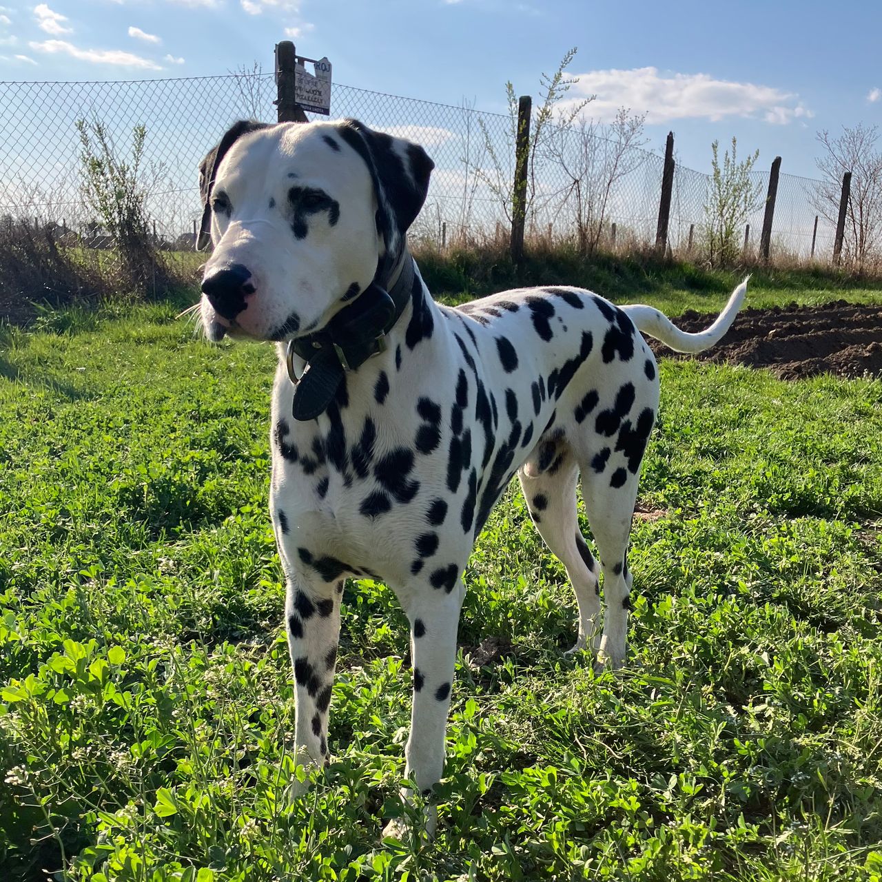 Soutěžní fotografie - Gordo,  Dalmatin