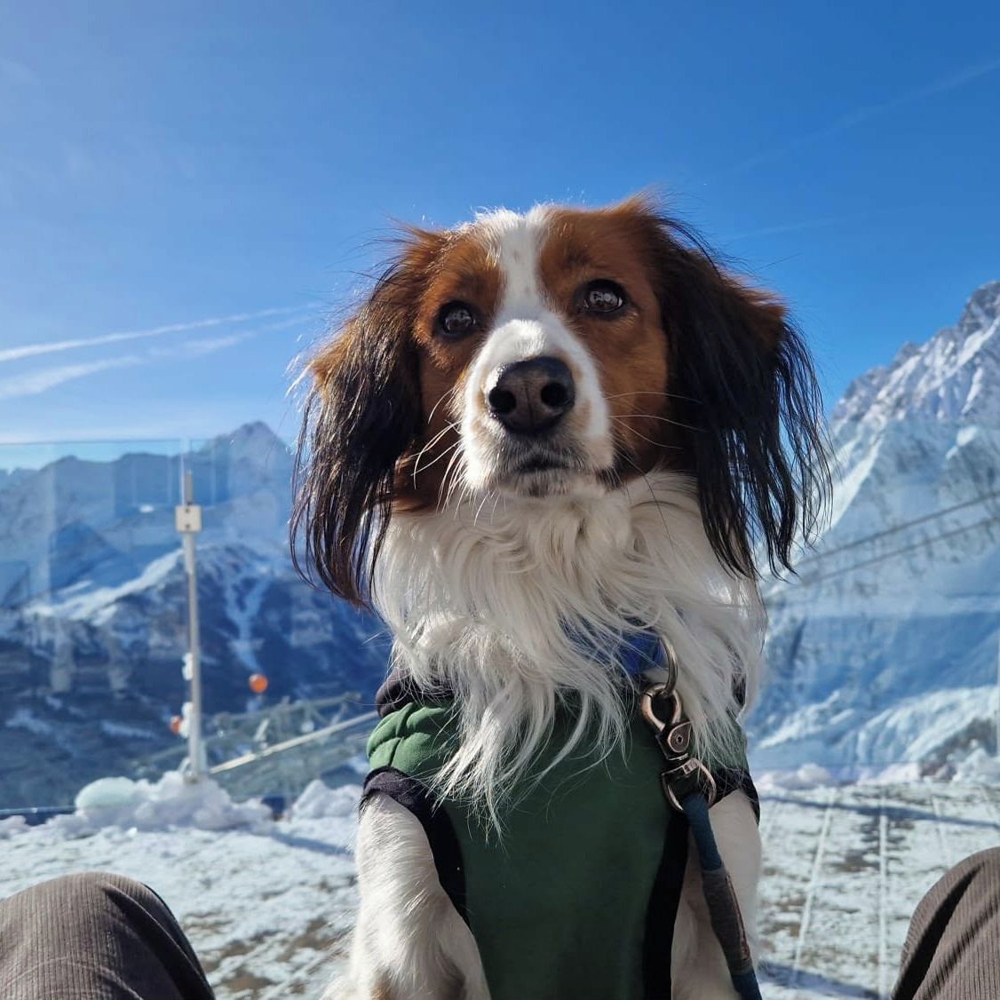 Soutěžní fotografie - Aaron Ash,  Kooikerhondje