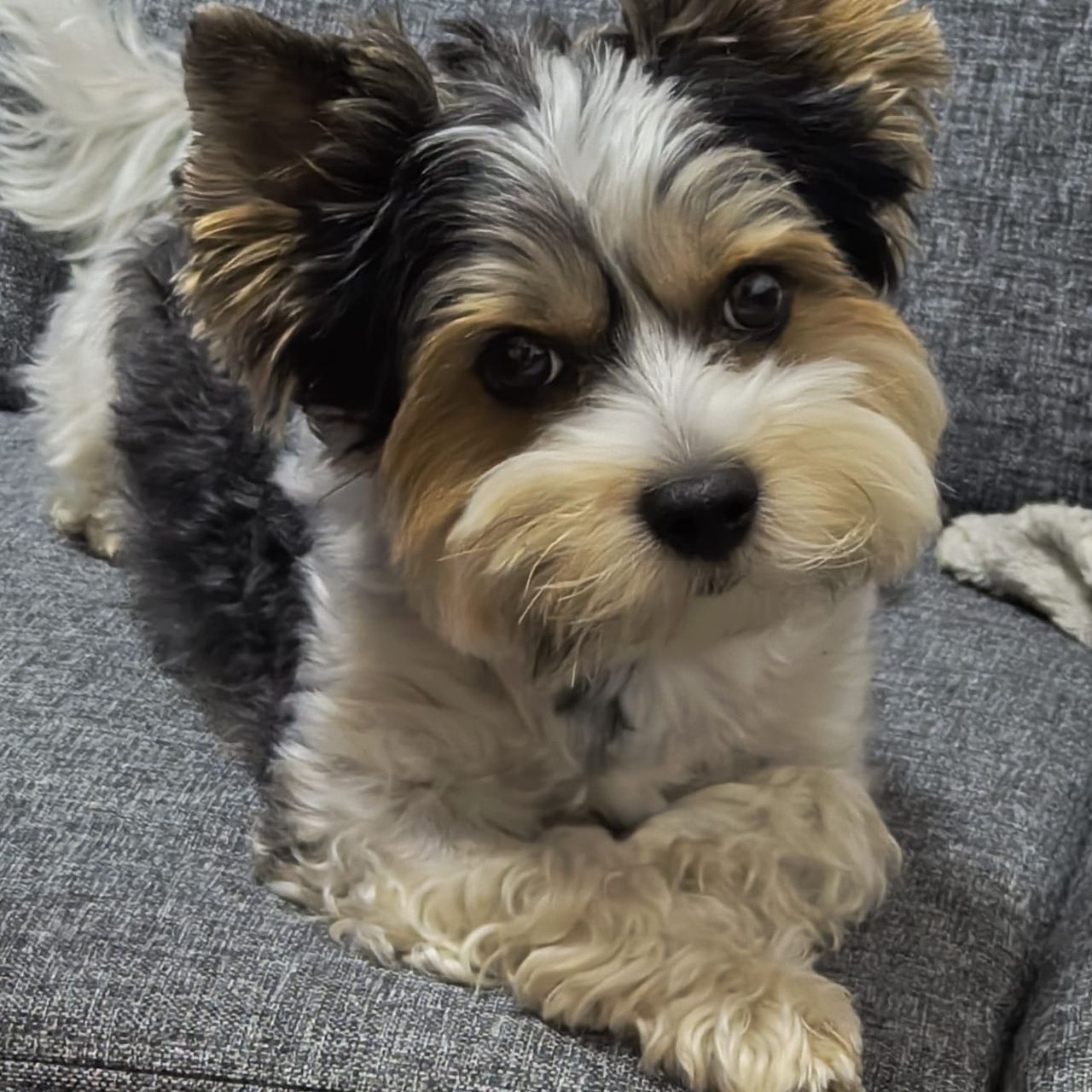 Soutěžní fotografie - Alvin,  Yorkšírský terier