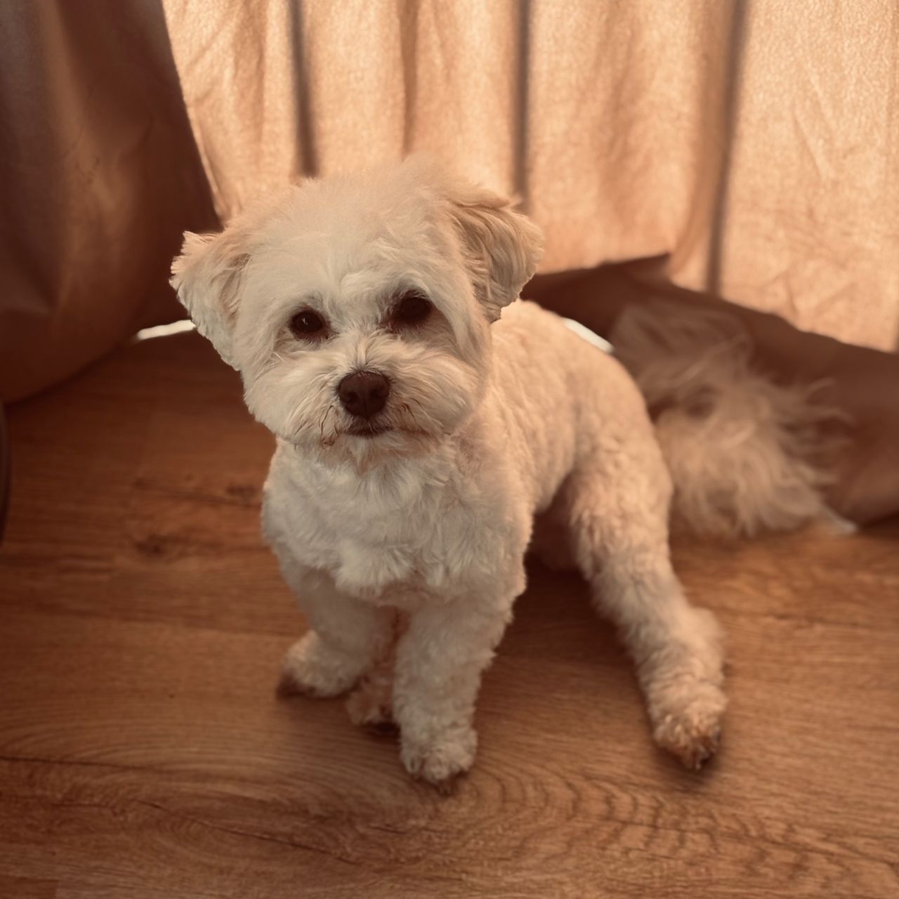 Soutěžní fotografie - Charlie,  Boloňský psík