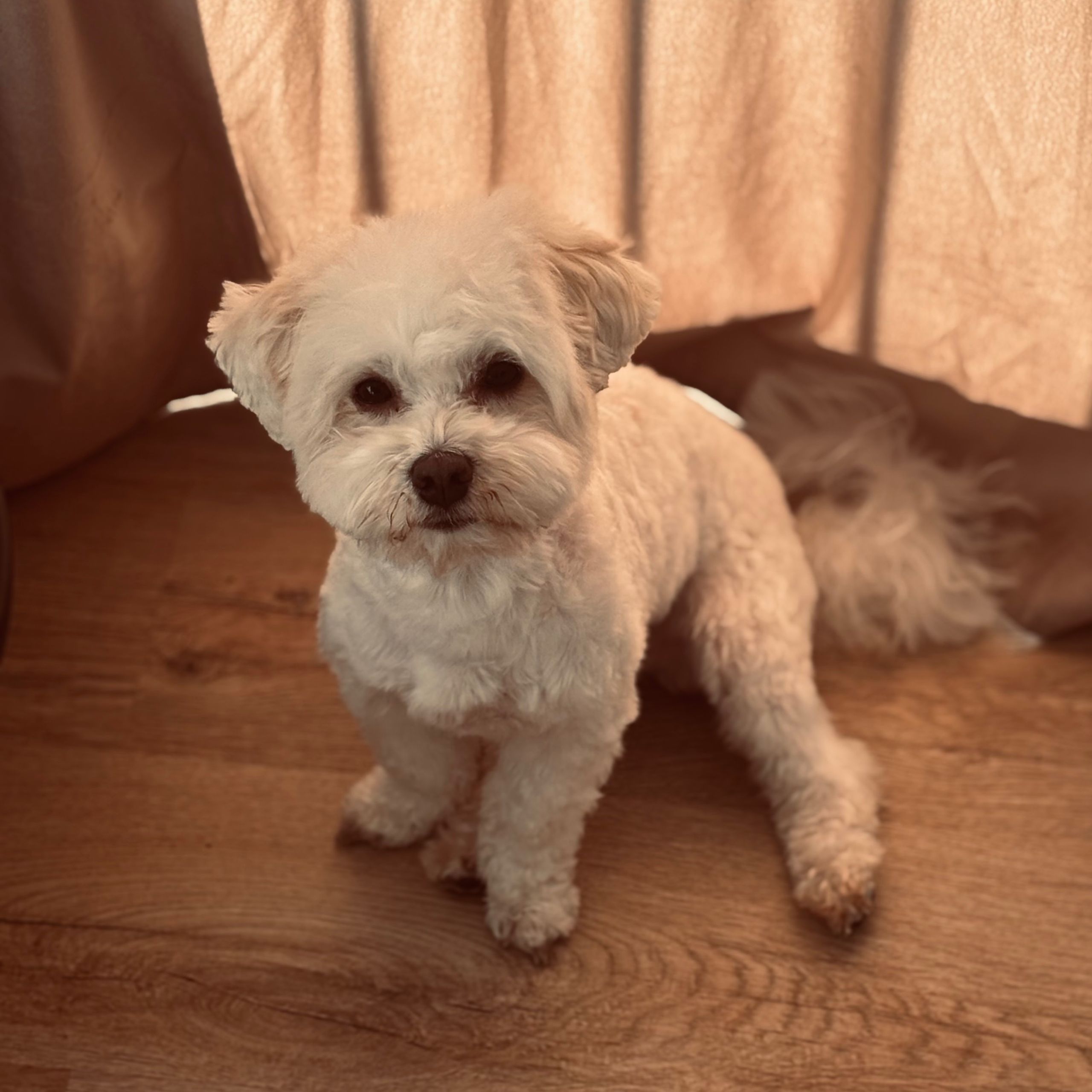 Soutěžní fotografie - Charlie,  Boloňský psík