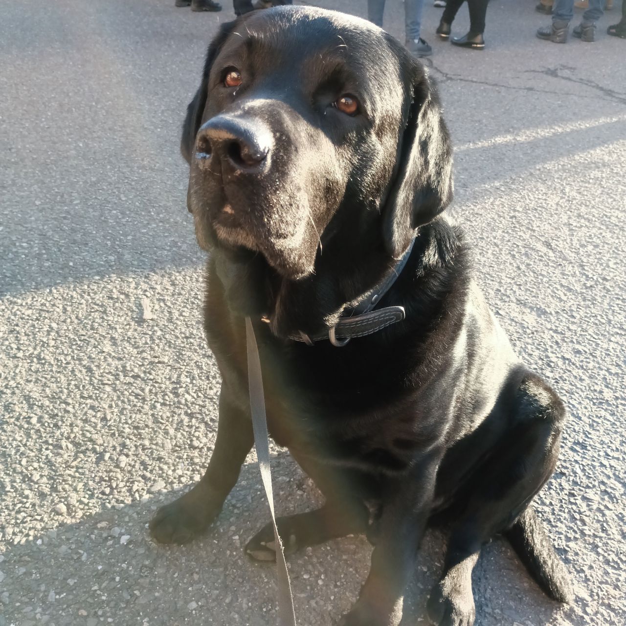 Soutěžní fotografie - Thorin,  Labradorský retriever
