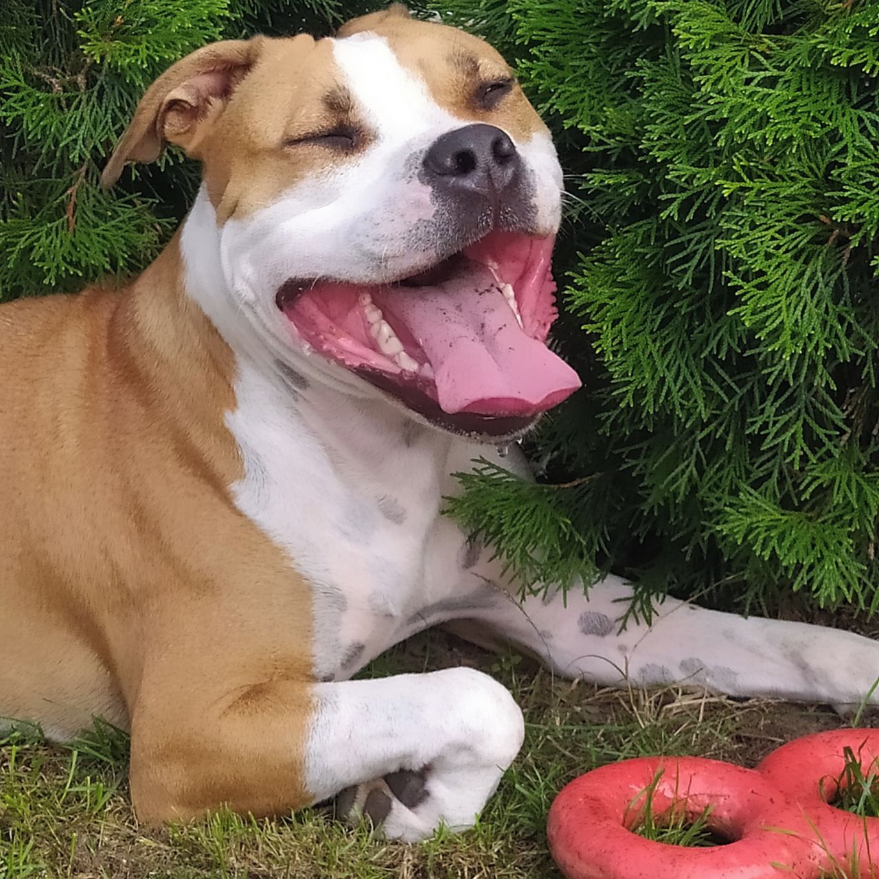 Soutěžní fotografie - Izabela,  Americký stafordširský terier