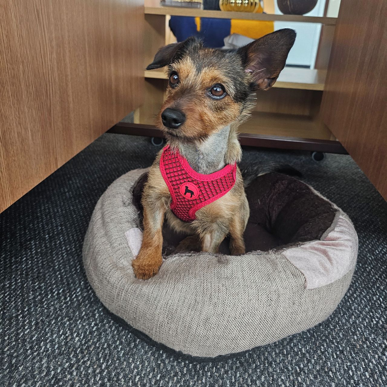 Soutěžní fotografie - Debbie,  Jezevčík