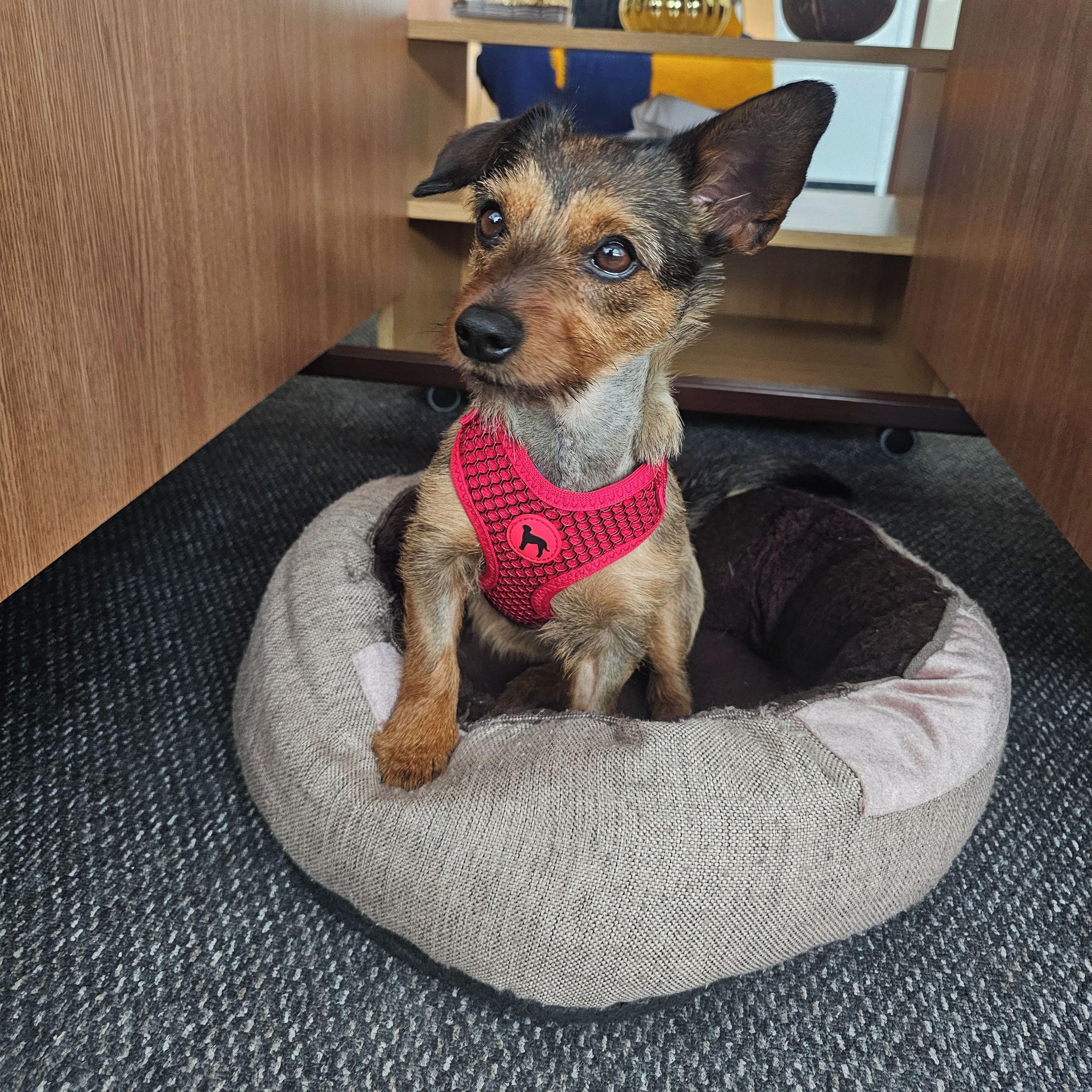 Soutěžní fotografie - Debbie,  Jezevčík