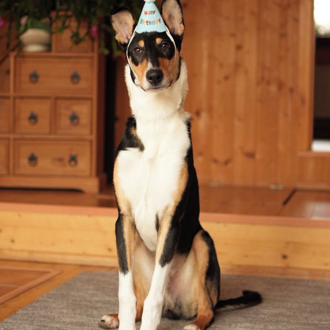 Soutěžní fotografie - Mauí,  Kolie krátkosrstá