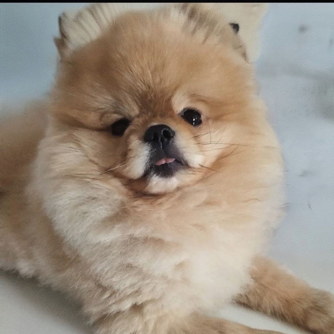 Soutěžní fotografie - Jimmy,  Německý špic malý