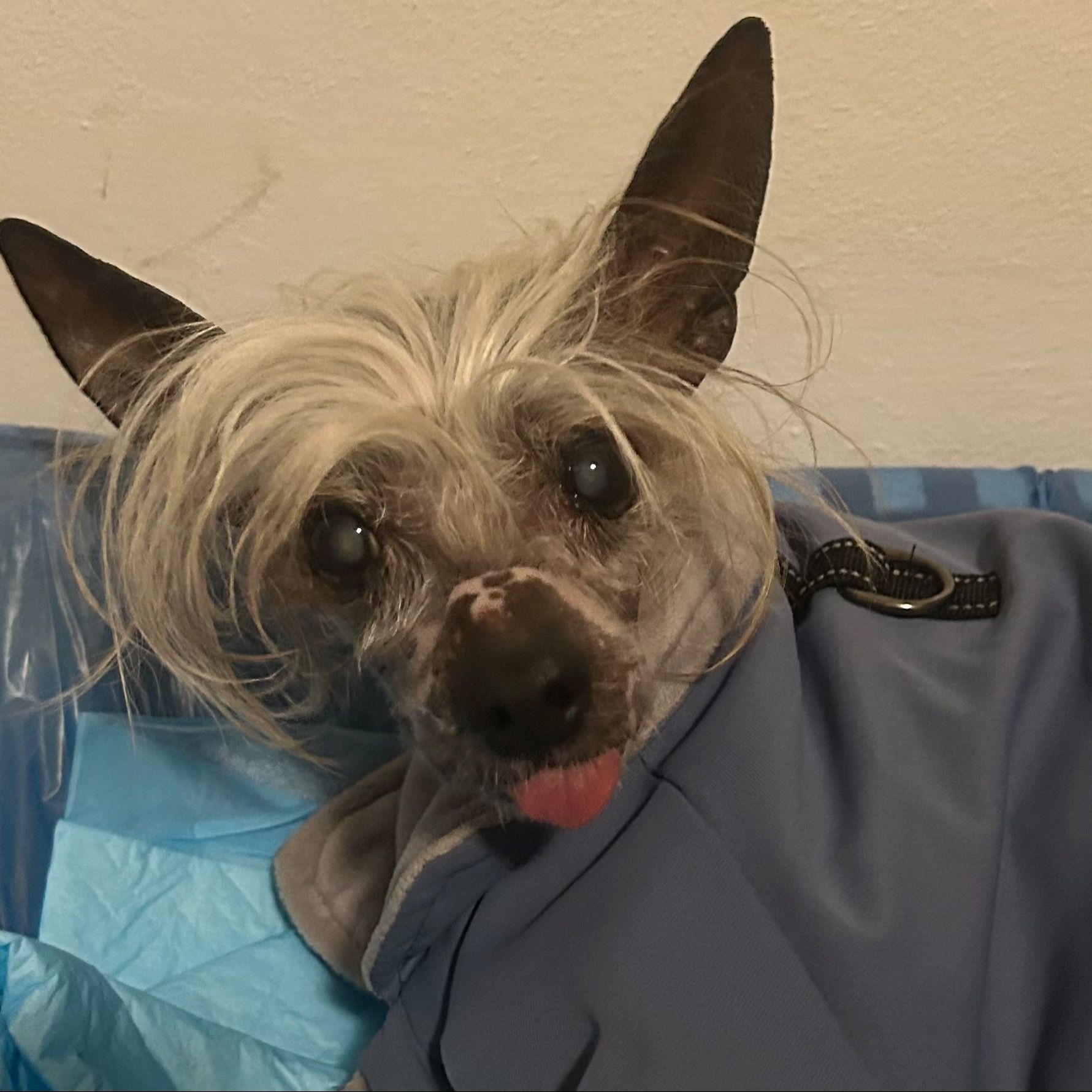 Soutěžní fotografie - Perrynek,  Čínský chocholatý pes