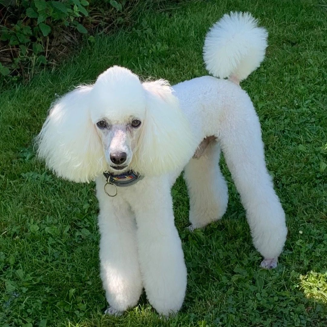 Soutěžní fotografie - Rocky,  Pudl