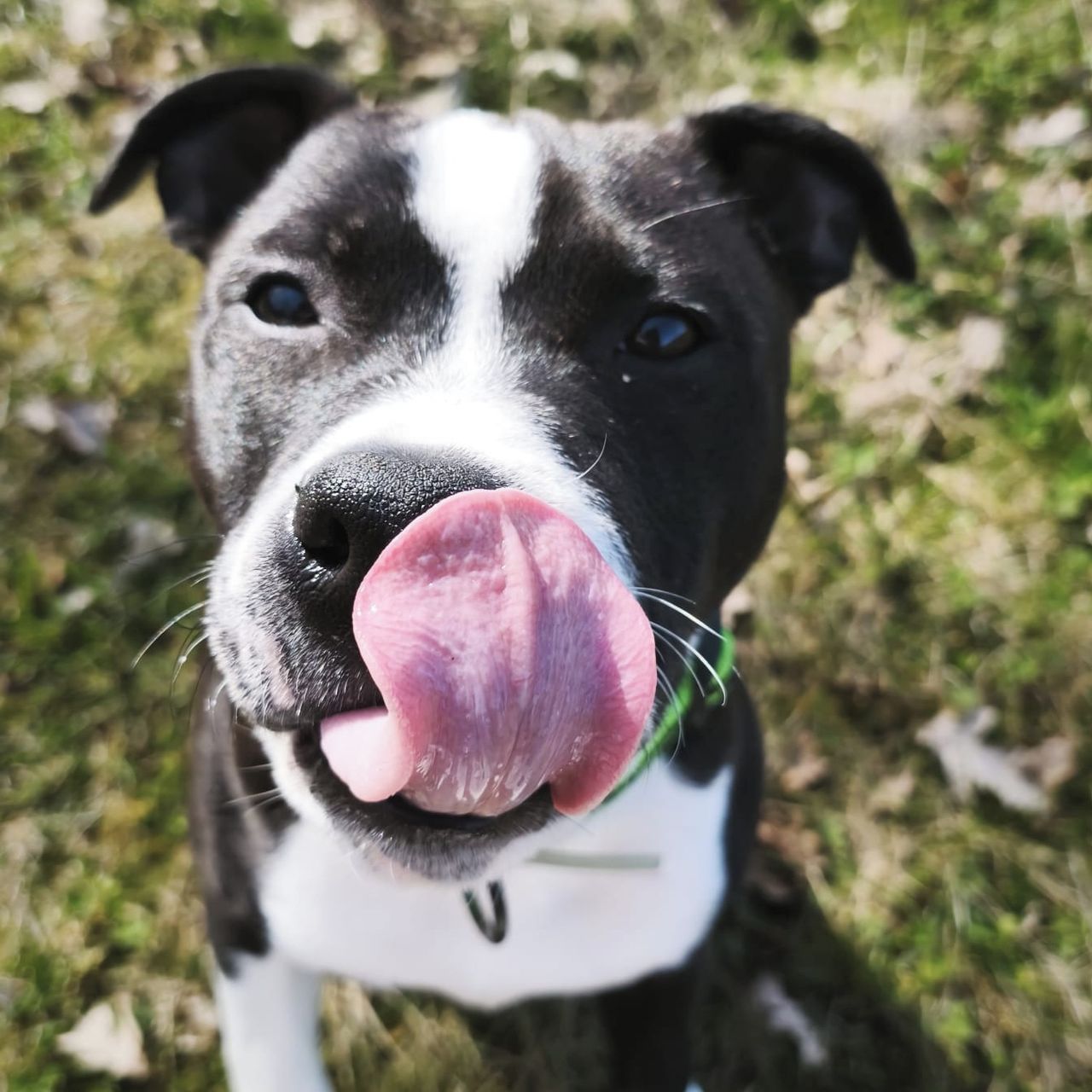 Soutěžní fotografie - Benji,  Stafordšírský bullterier