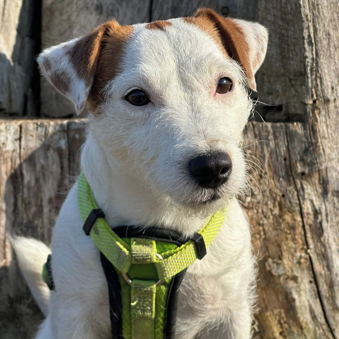 Soutěžní fotografie - Leia,  Jack Russell Teriér