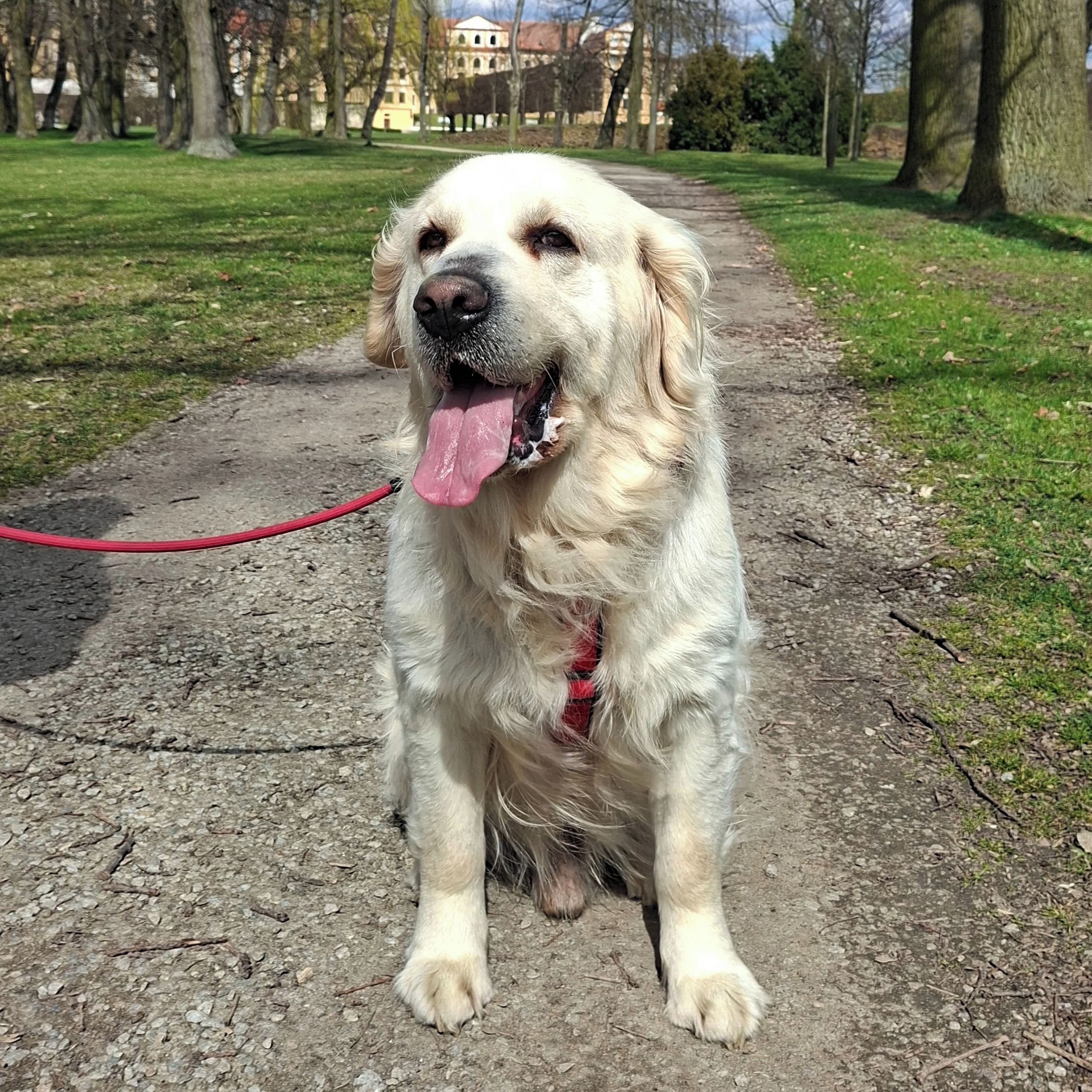 Soutěžní fotografie - Sam,  Zlatý retriever