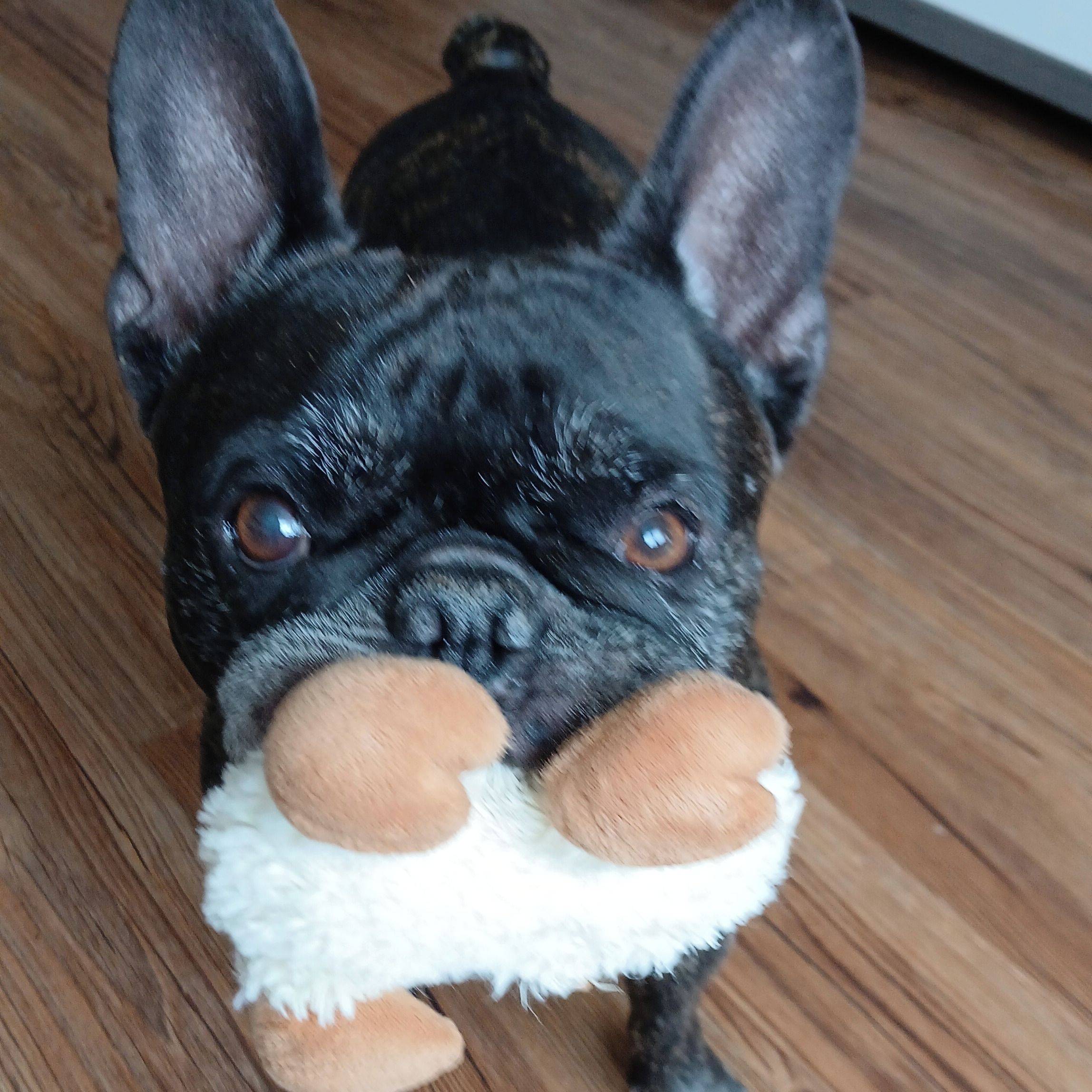 Soutěžní fotografie - Henry,  Francouzský buldoček