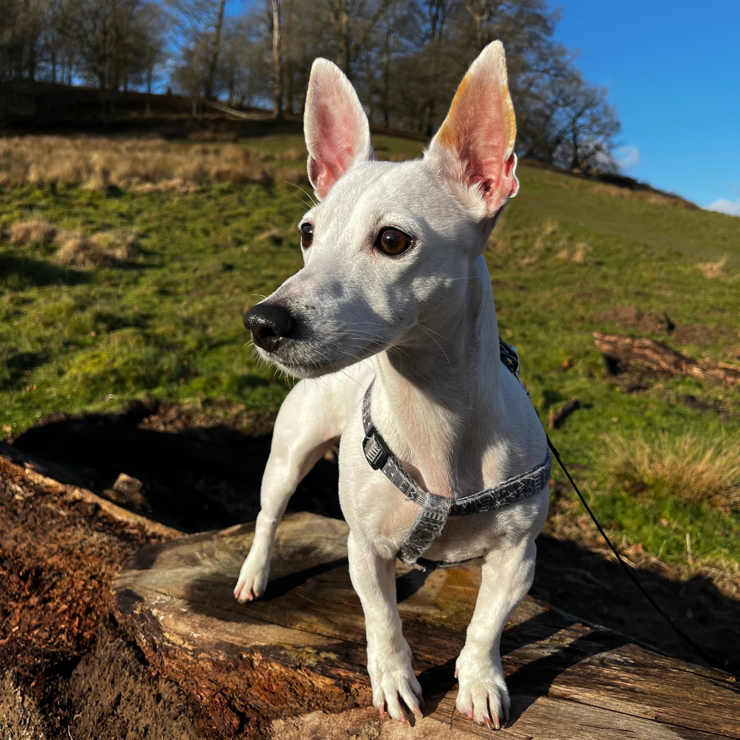 Soutěžní fotografie - Ruby,  Jack Russell Teriér