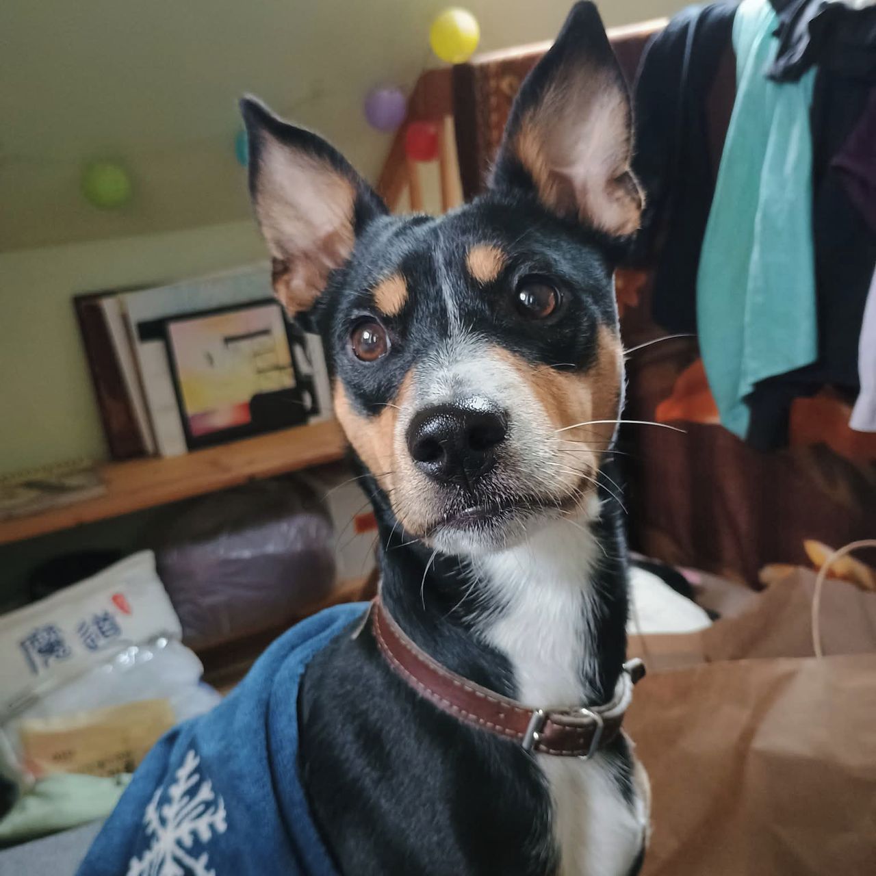 Soutěžní fotografie - Mungo,  Ostatní