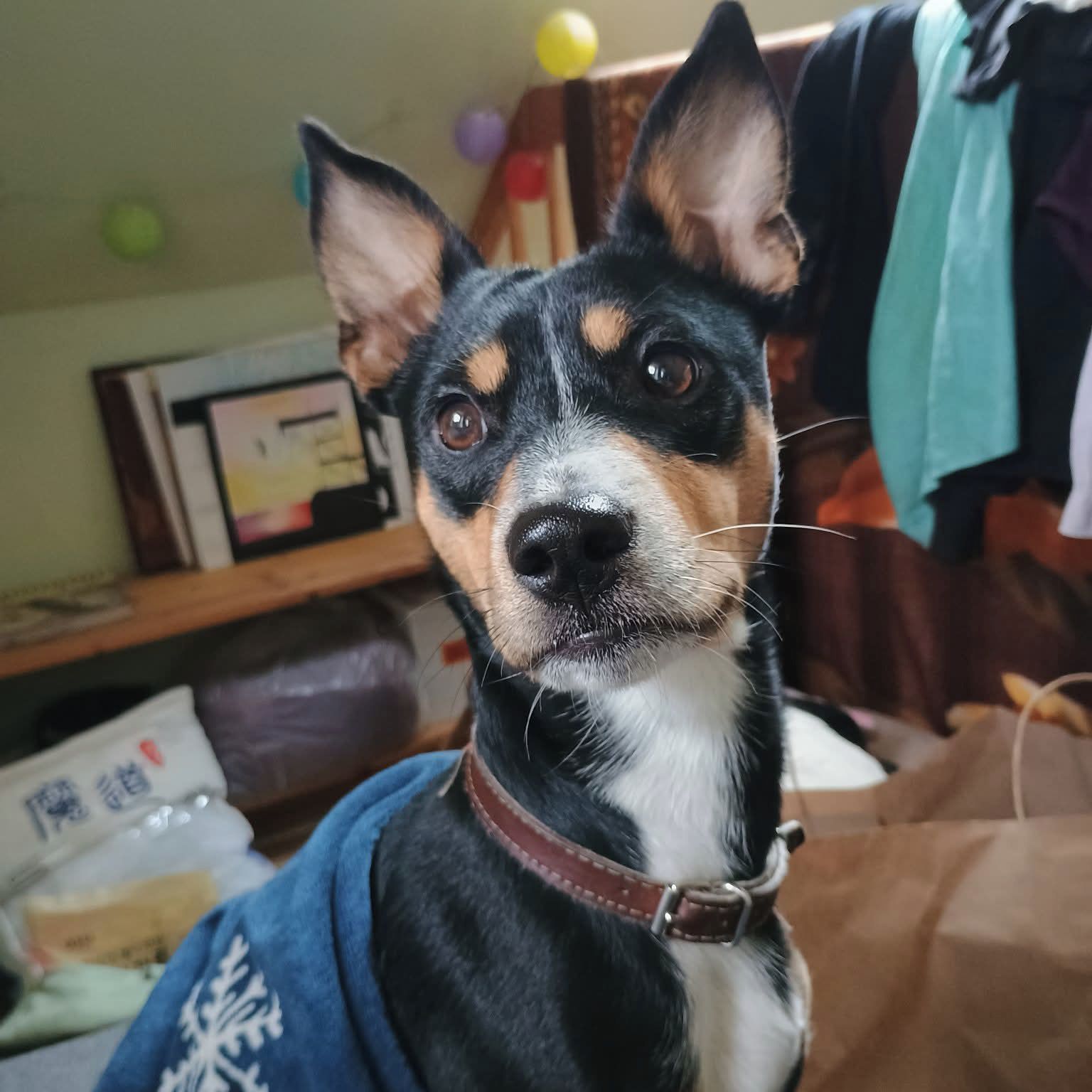 Soutěžní fotografie - Mungo,  Ostatní