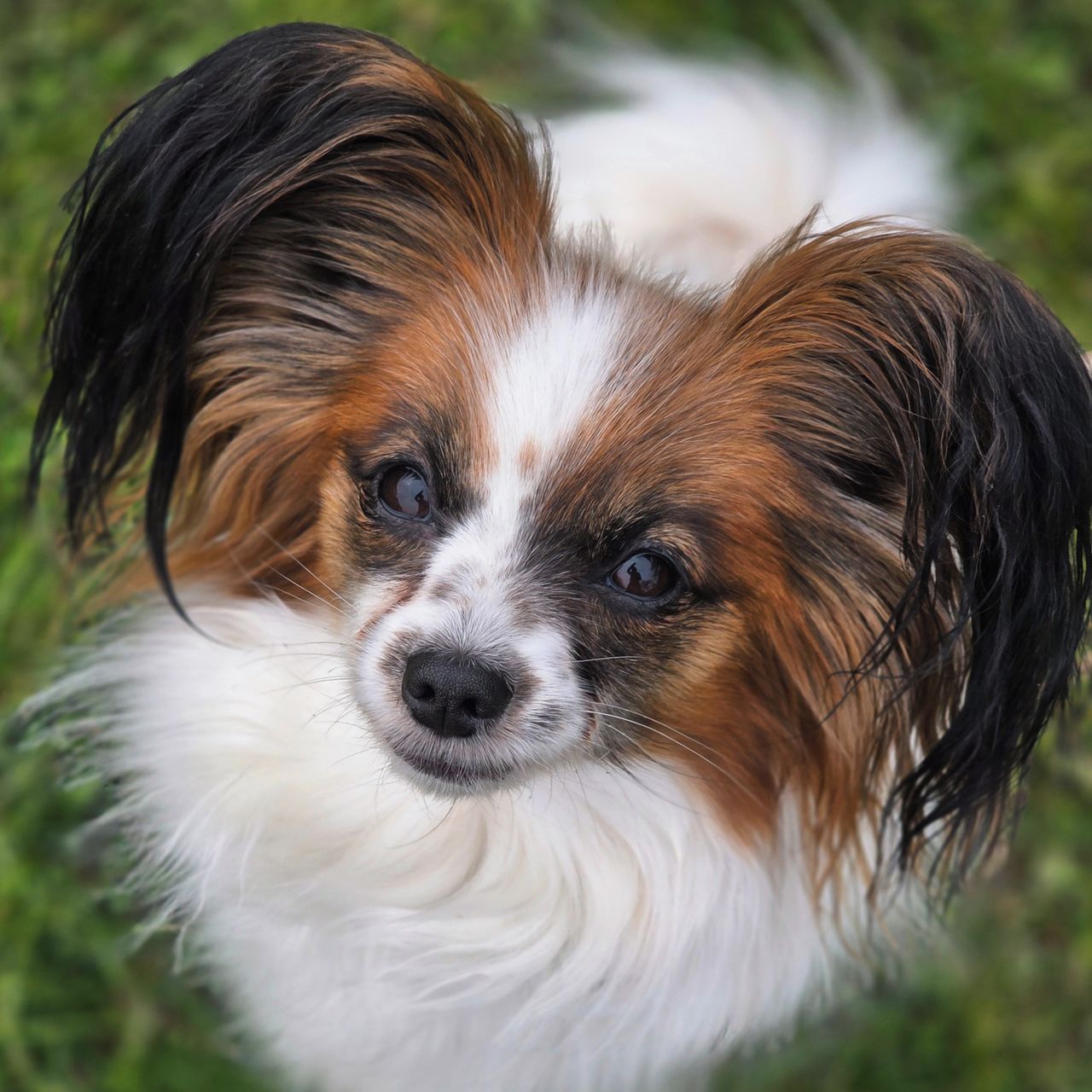 Soutěžní fotografie - Lady,  Papillon