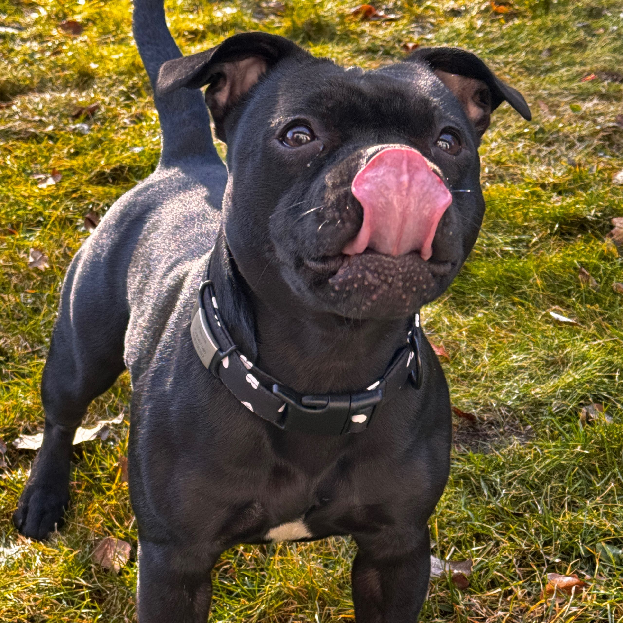 Soutěžní fotografie - Pepina,  Stafordšírský bullterier