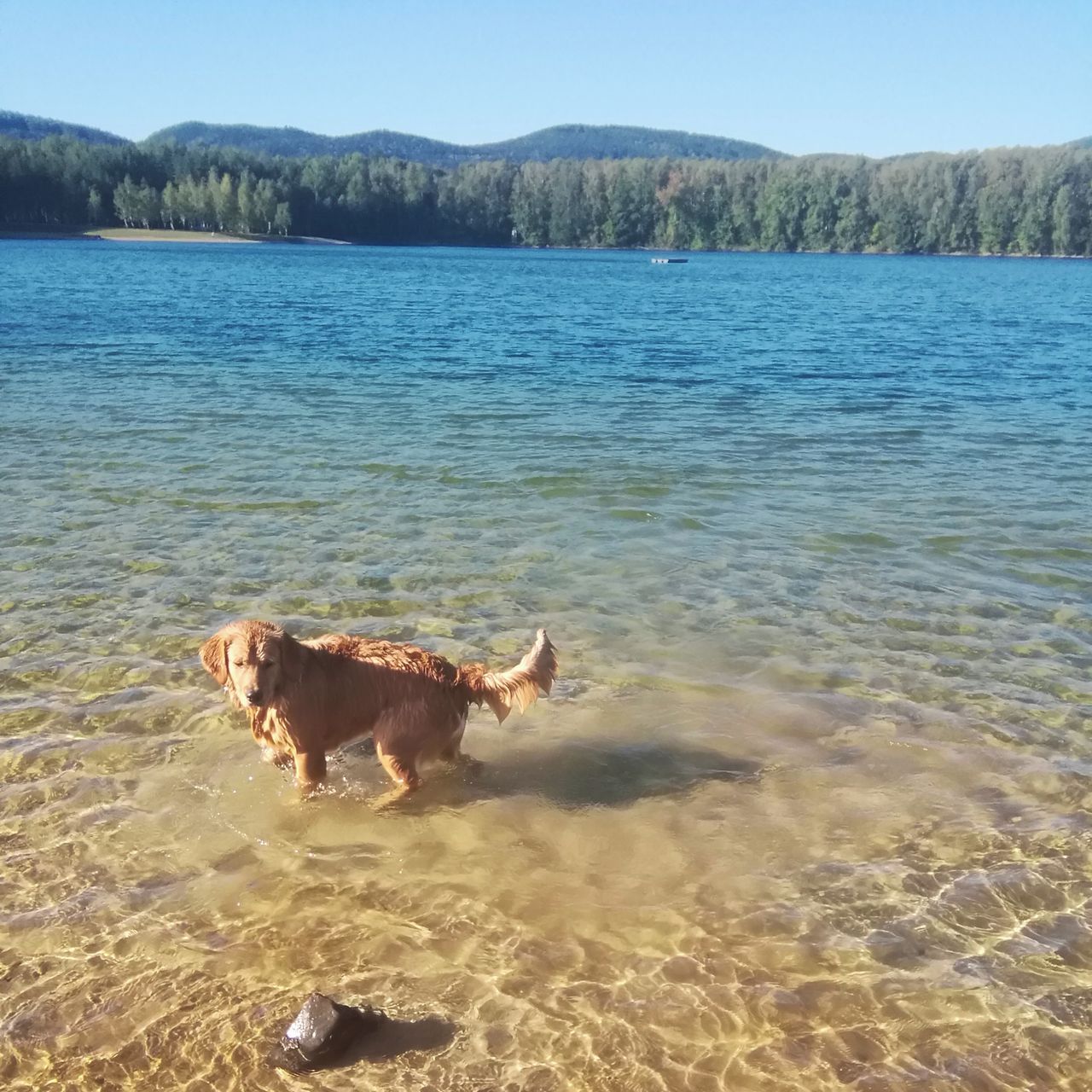 Soutěžní fotografie - Blue,  Zlatý retriever