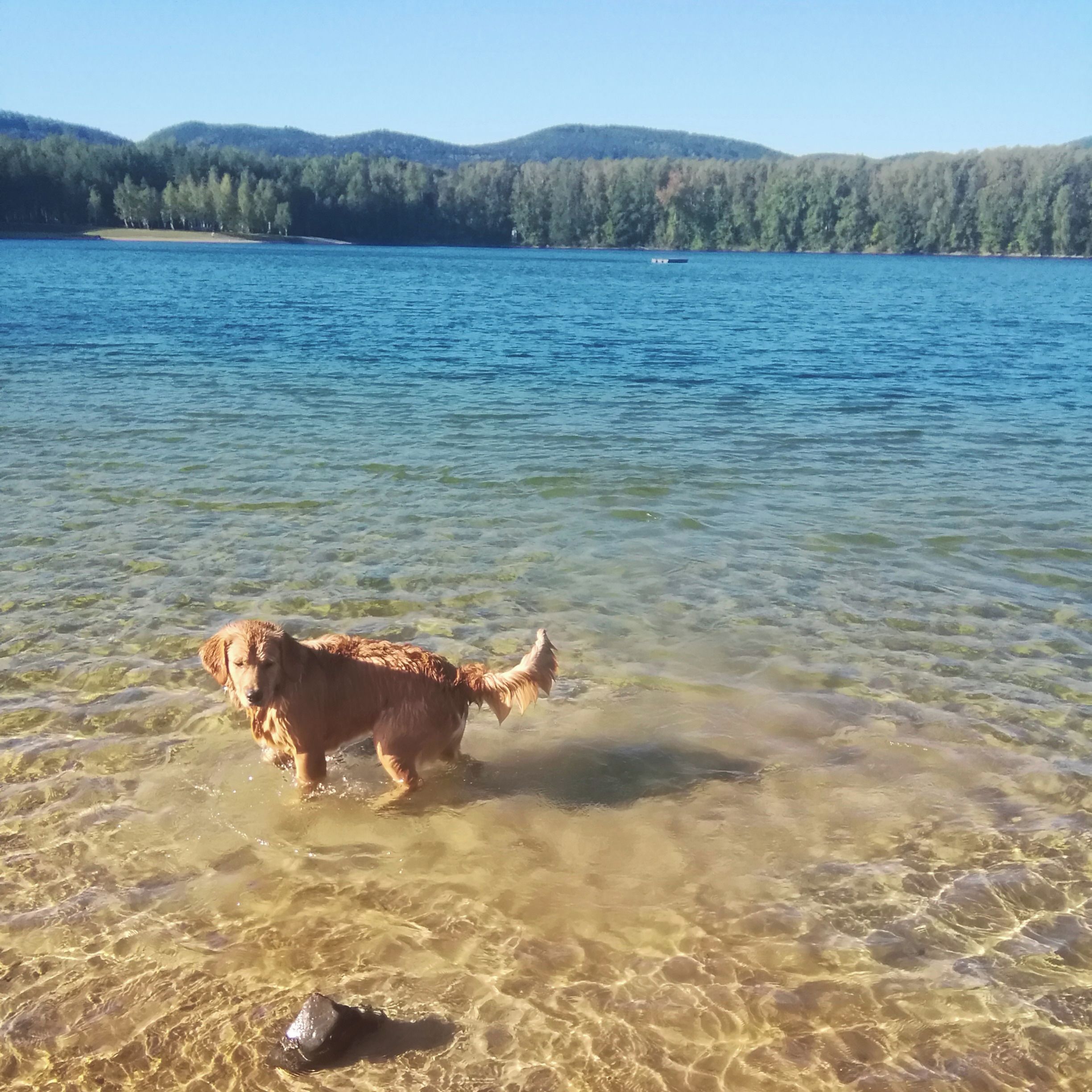 Soutěžní fotografie - Blue,  Zlatý retriever