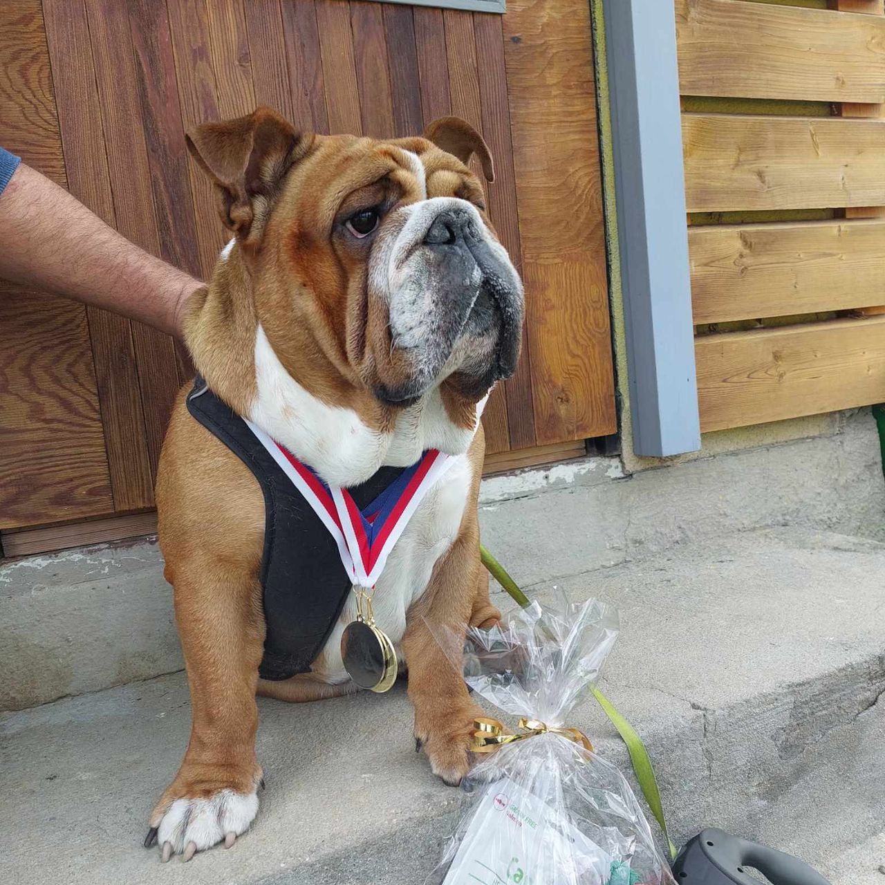 Soutěžní fotografie - Theo,  Anglický buldok