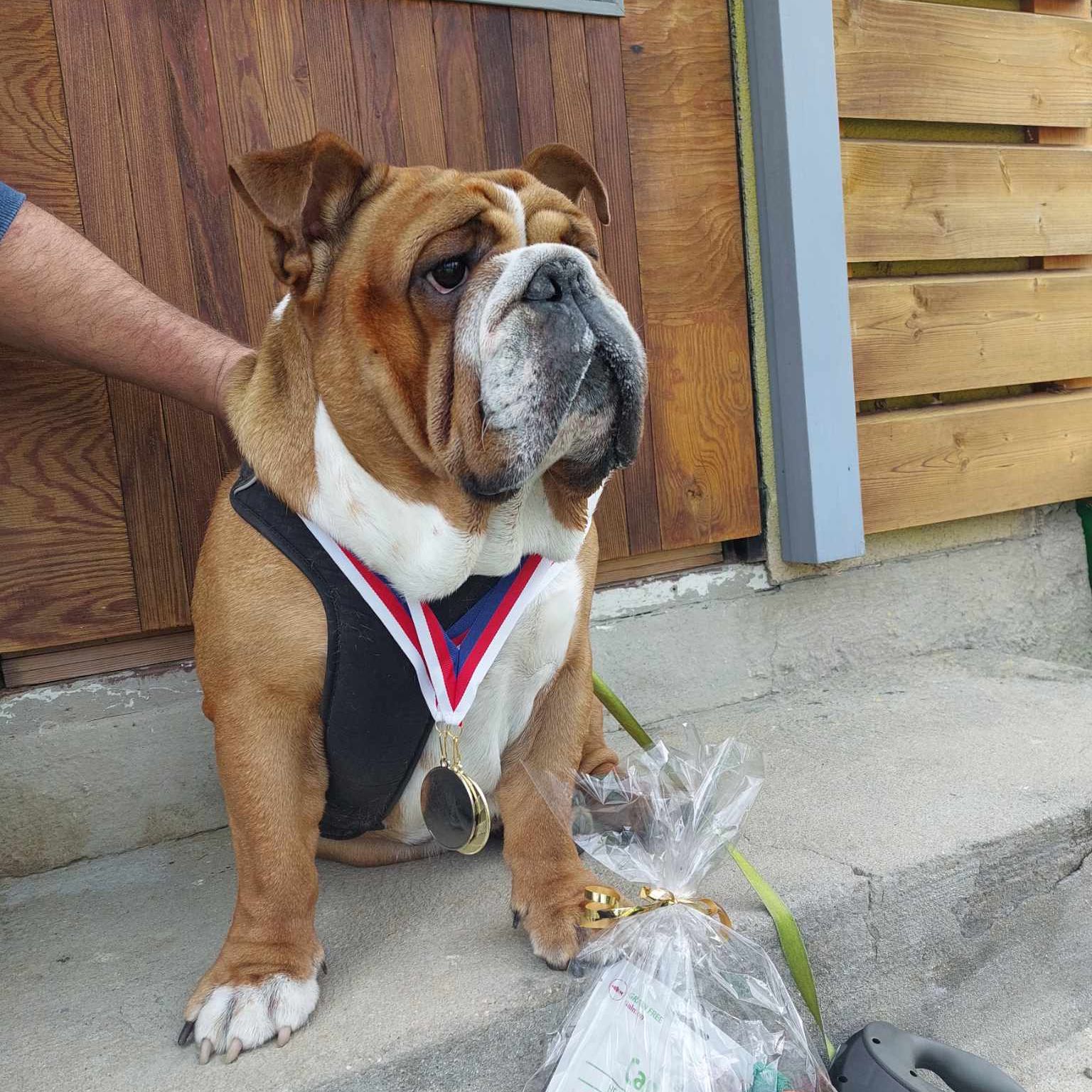 Soutěžní fotografie - Theo,  Anglický buldok