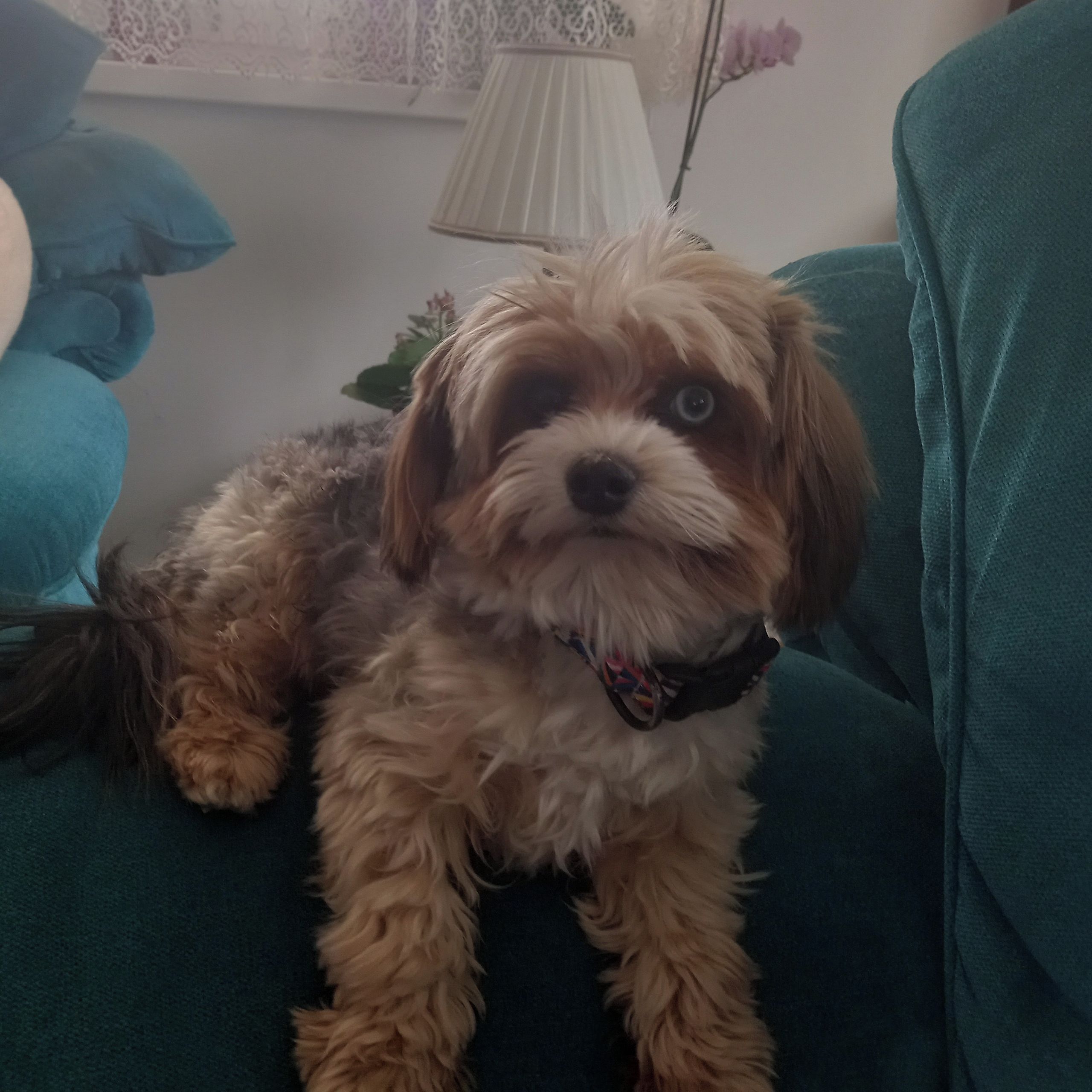 Soutěžní fotografie - VILDA,  Yorkšírský terier