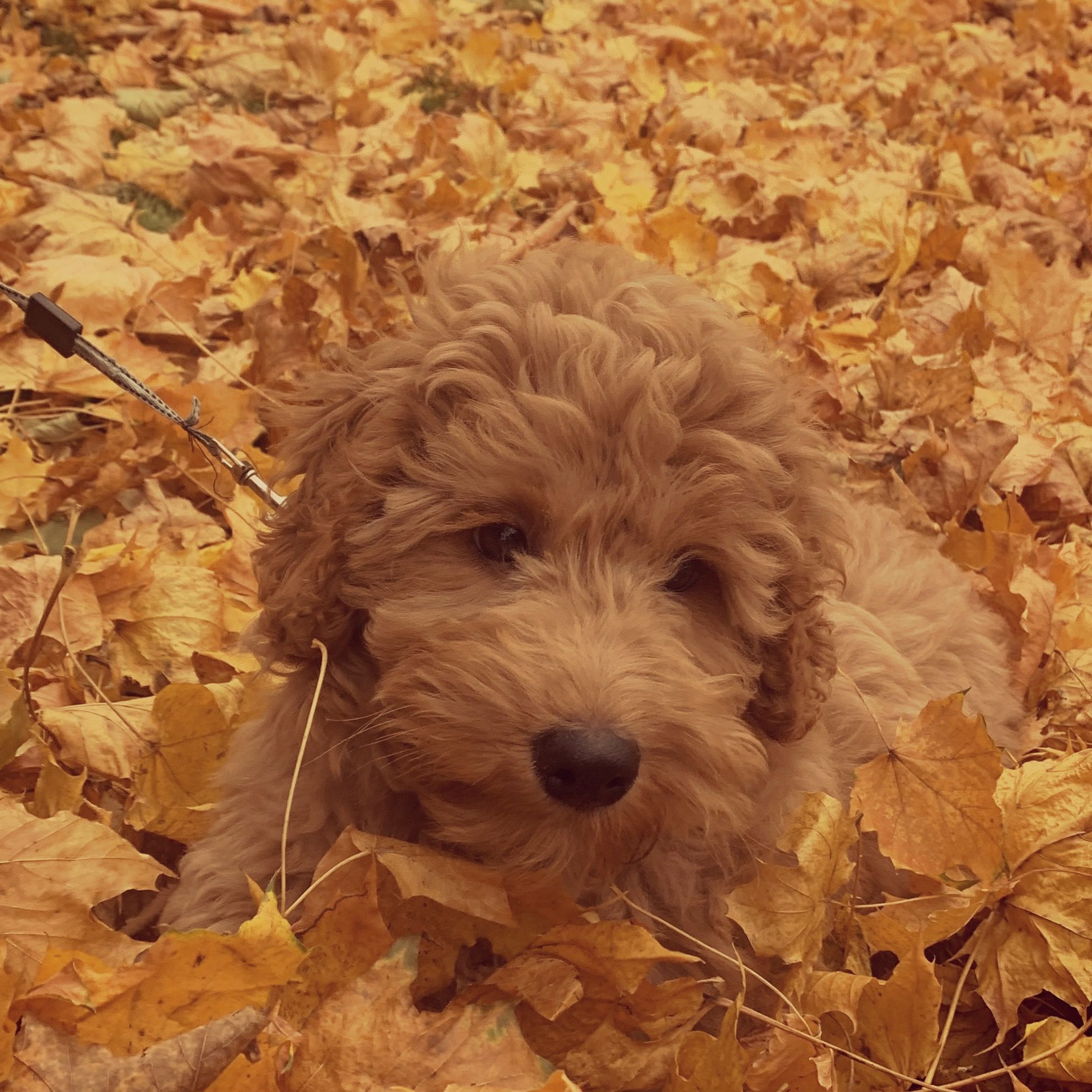 Soutěžní fotografie - Benji,  Pudl