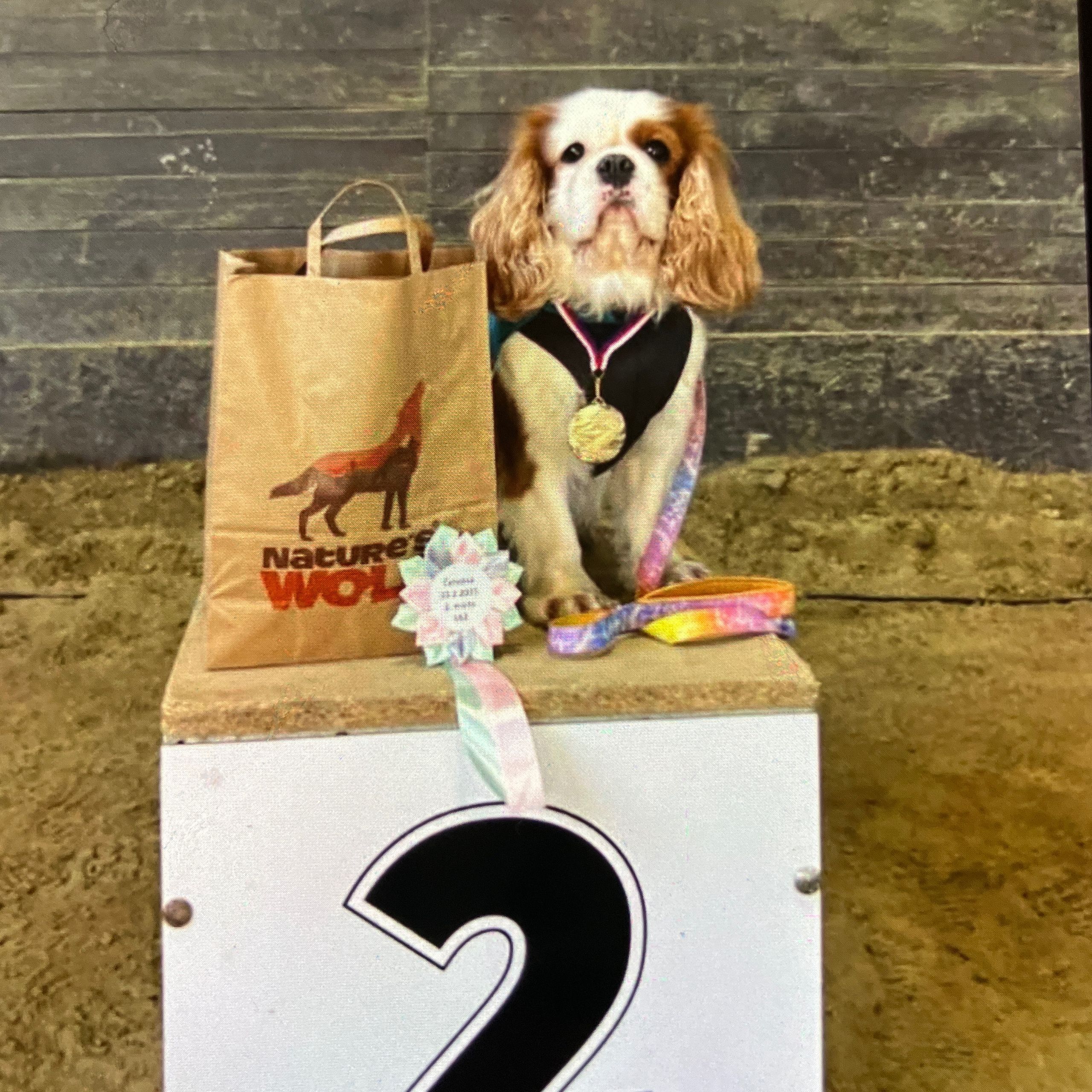 Soutěžní fotografie - Zero,  Kavalír King Charles španěl