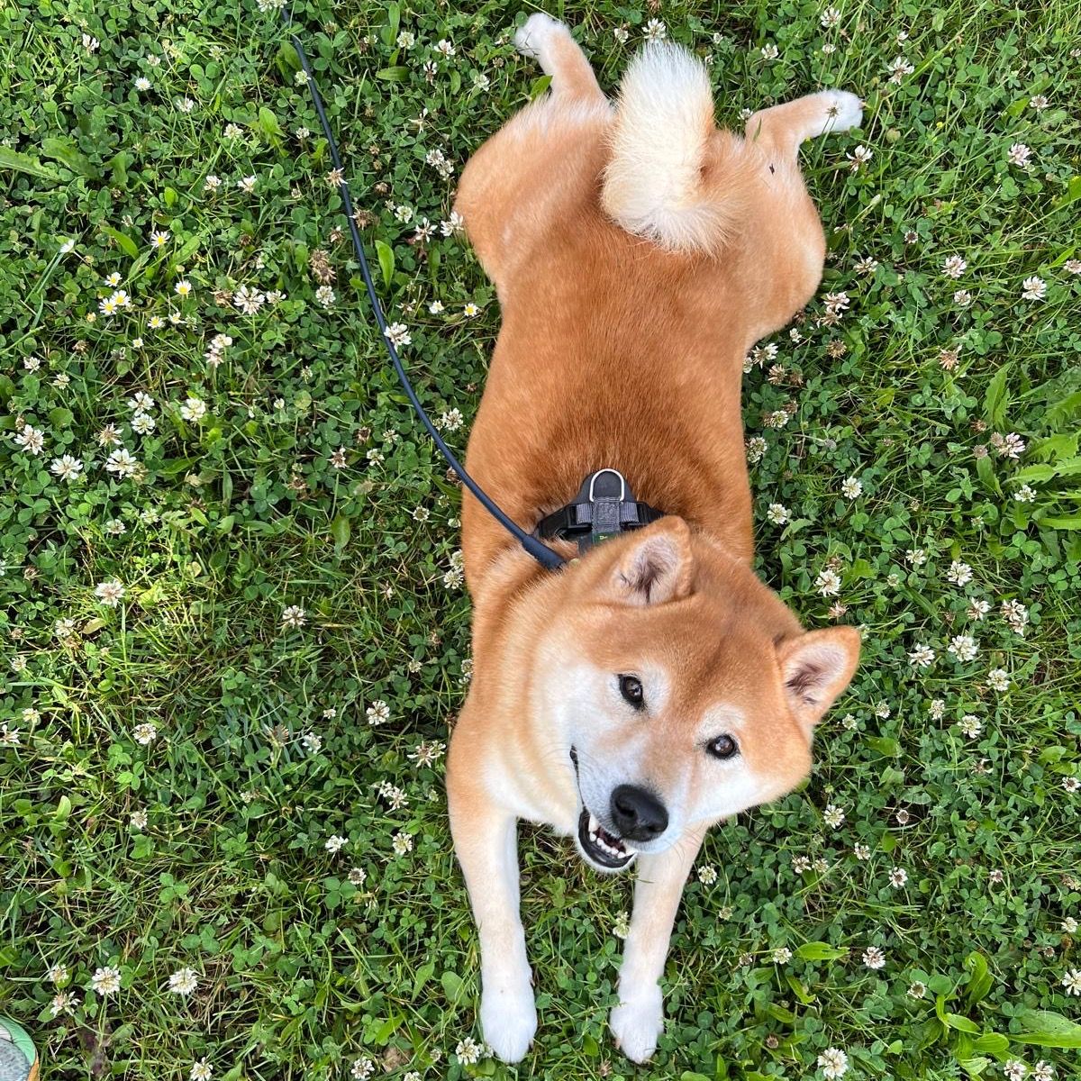 Soutěžní fotografie - Suki,  Shiba