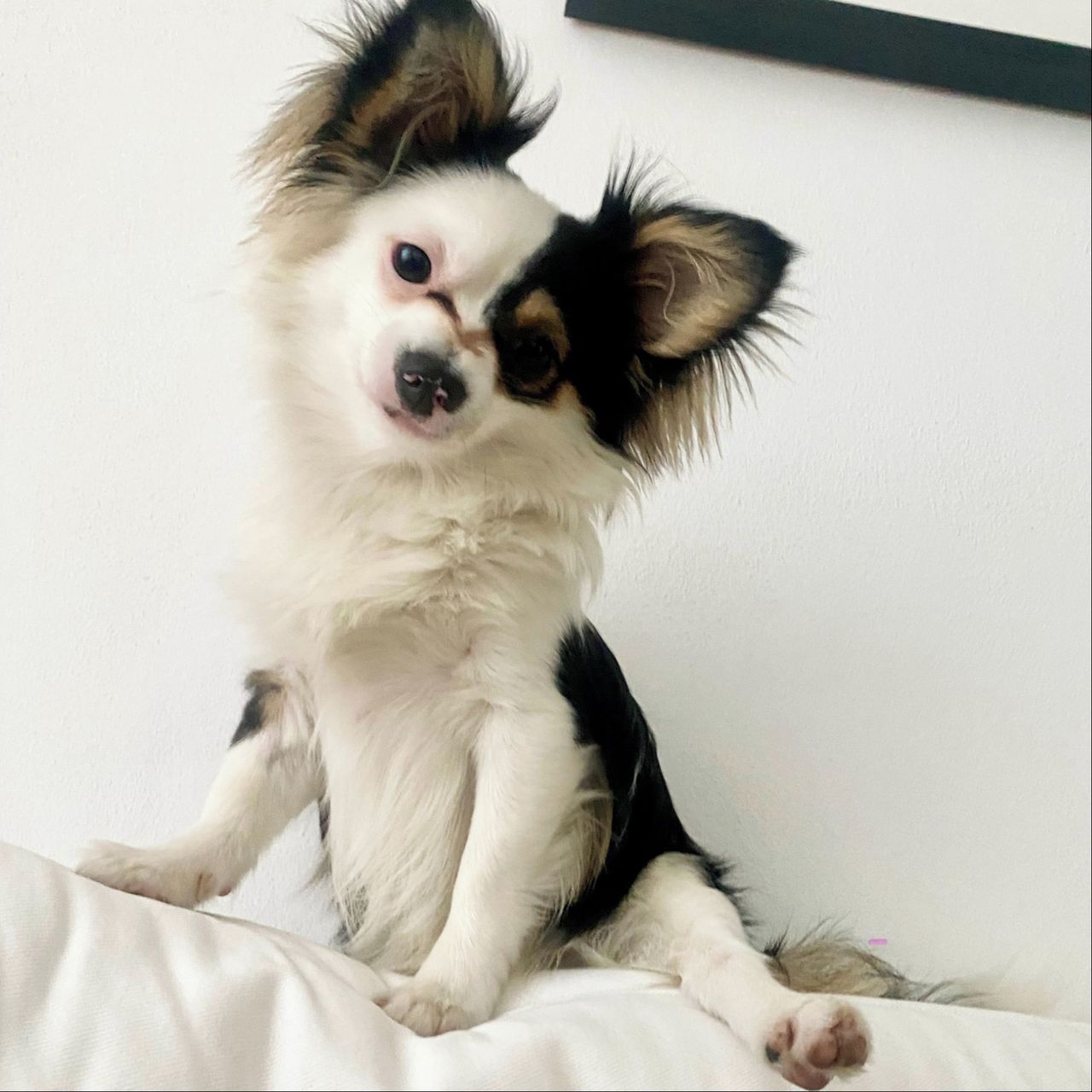 Soutěžní fotografie - Rambo,  Čivava