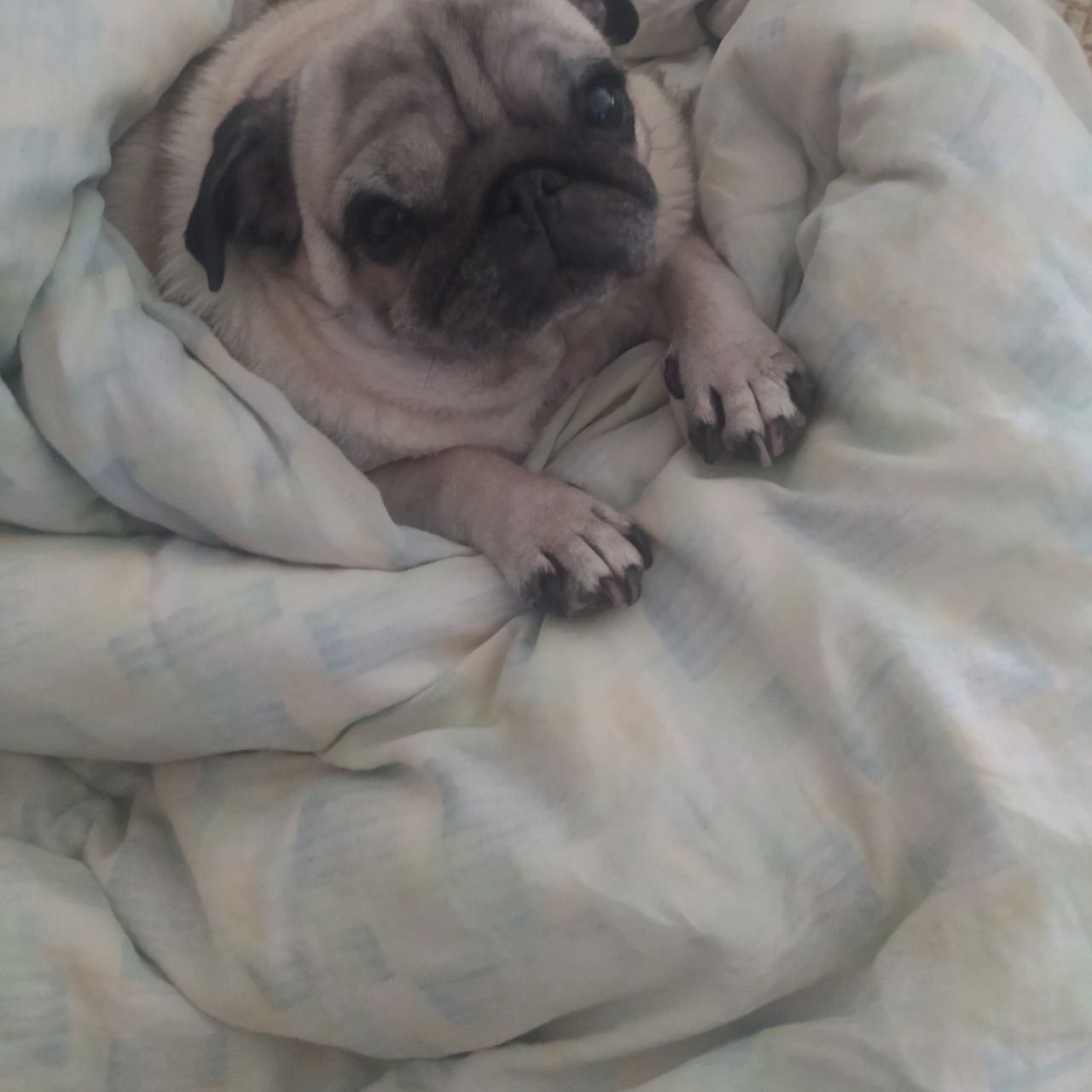 Soutěžní fotografie - Zlata,  Mops