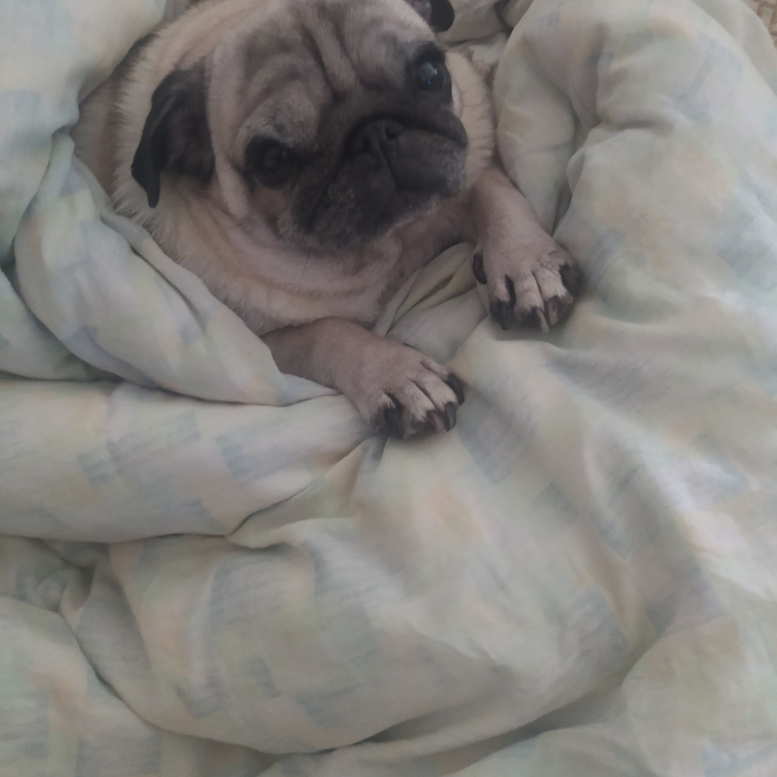 Soutěžní fotografie - Zlata,  Mops