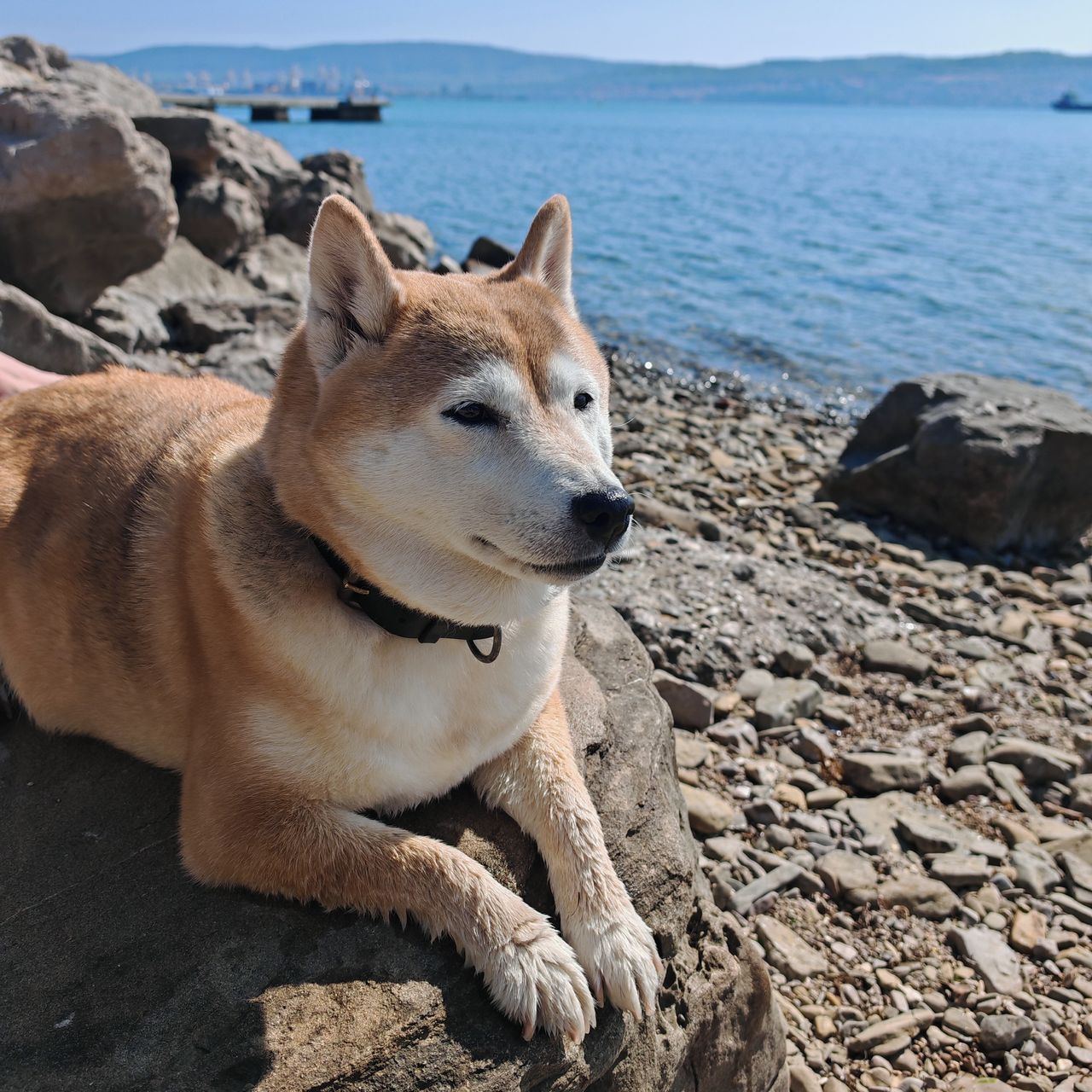 Soutěžní fotografie - Leica,  Shiba