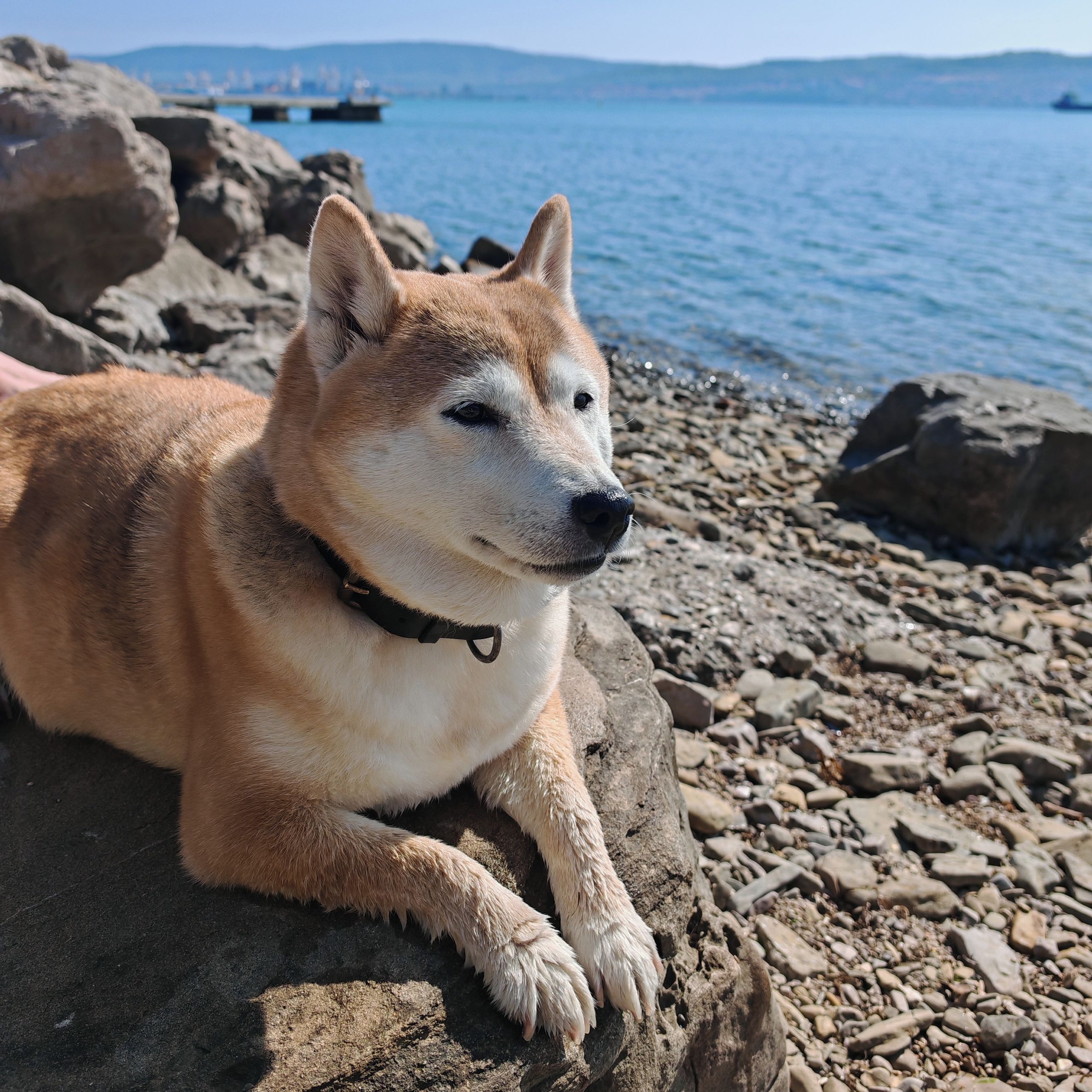 Soutěžní fotografie - Leica,  Shiba