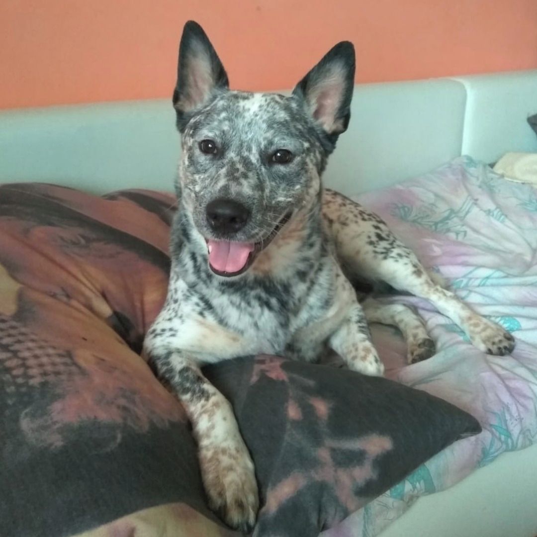 Soutěžní fotografie - Archie,  Australský honácký pes