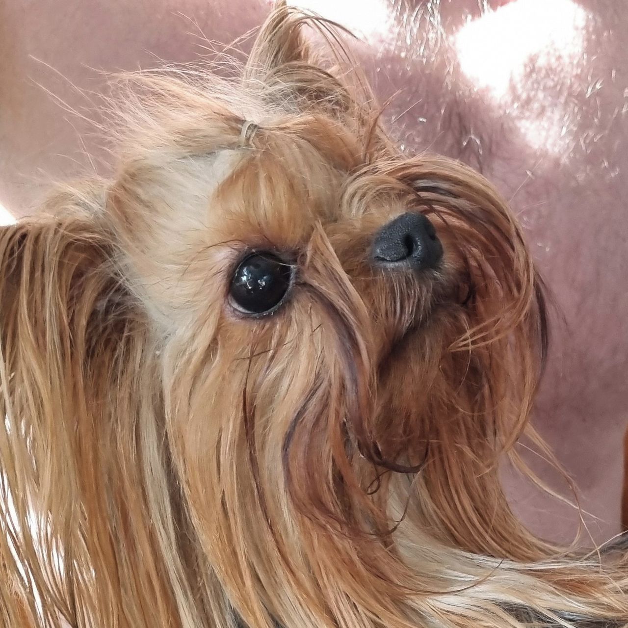 Soutěžní fotografie - Caramelka,  Yorkšírský terier