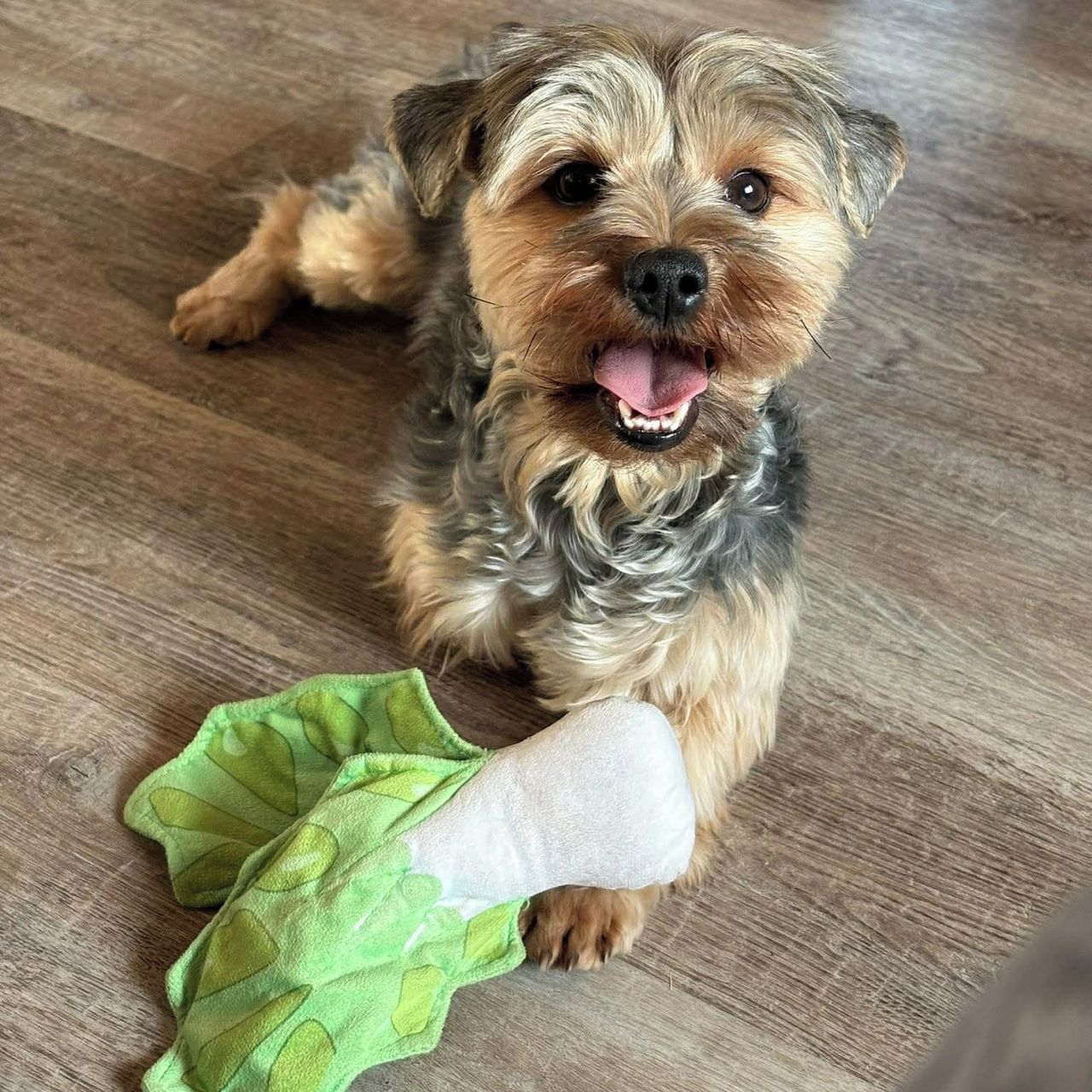 Soutěžní fotografie - Fazolka AKA Fazy,  Yorkšírský terier