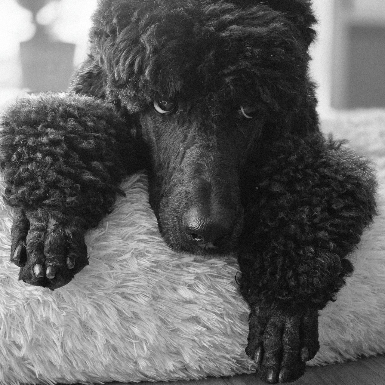 Soutěžní fotografie - Frida,  Pudl