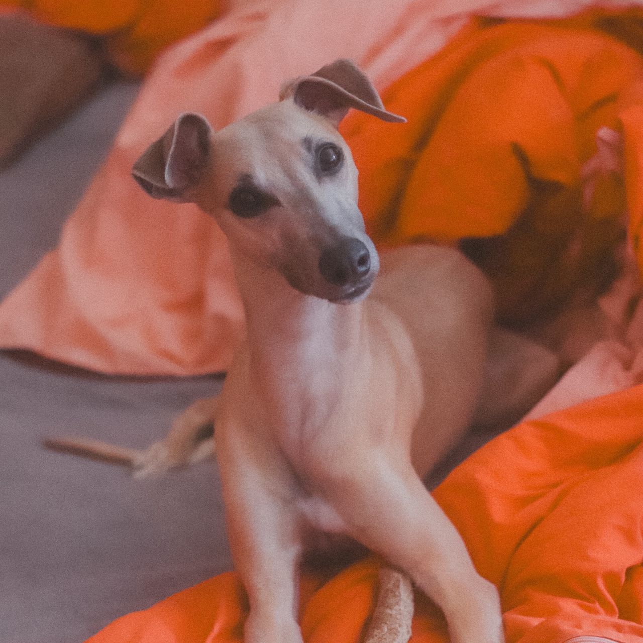 Soutěžní fotografie - Isabo,  Whippet