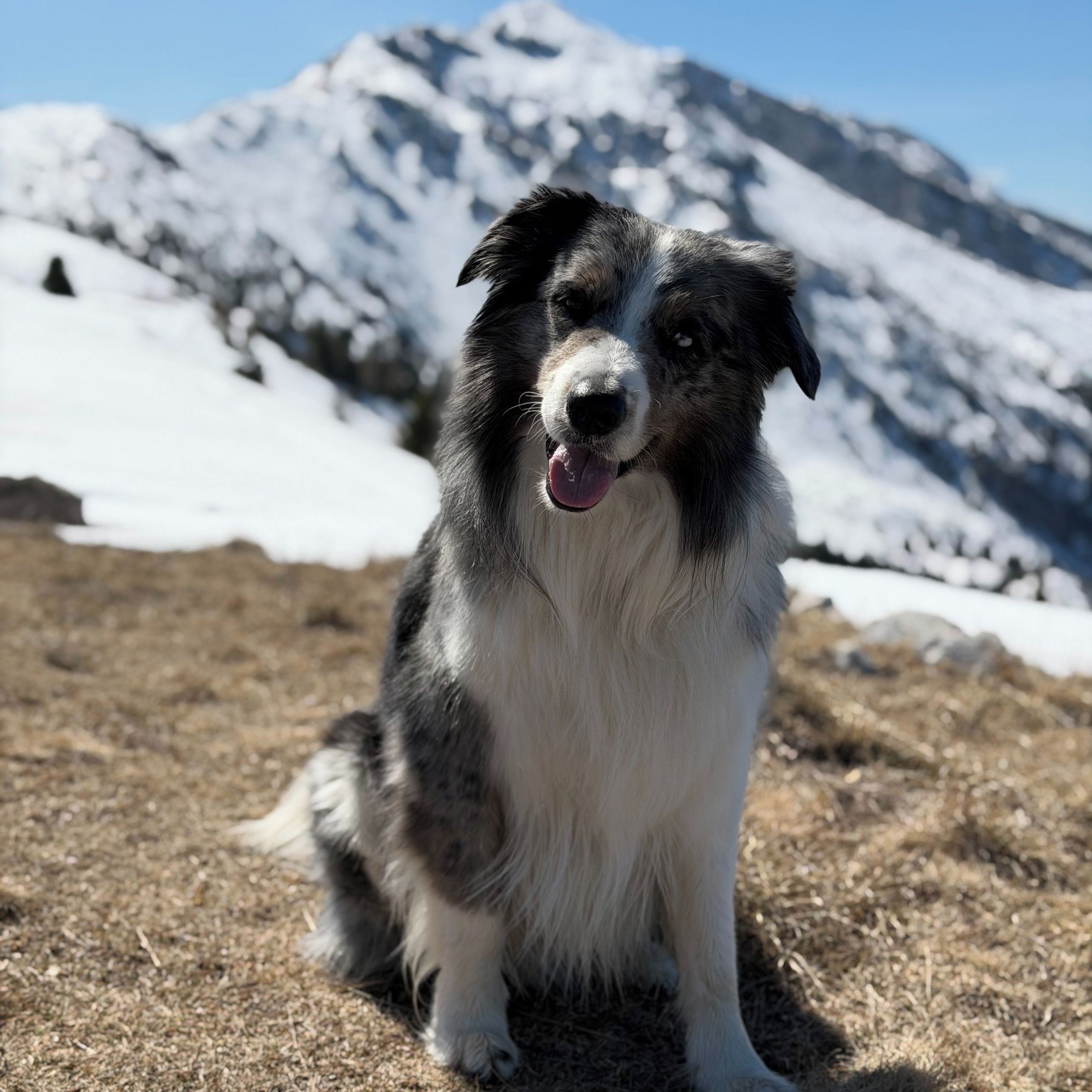 Soutěžní fotografie - Sky,  Australský ovčák