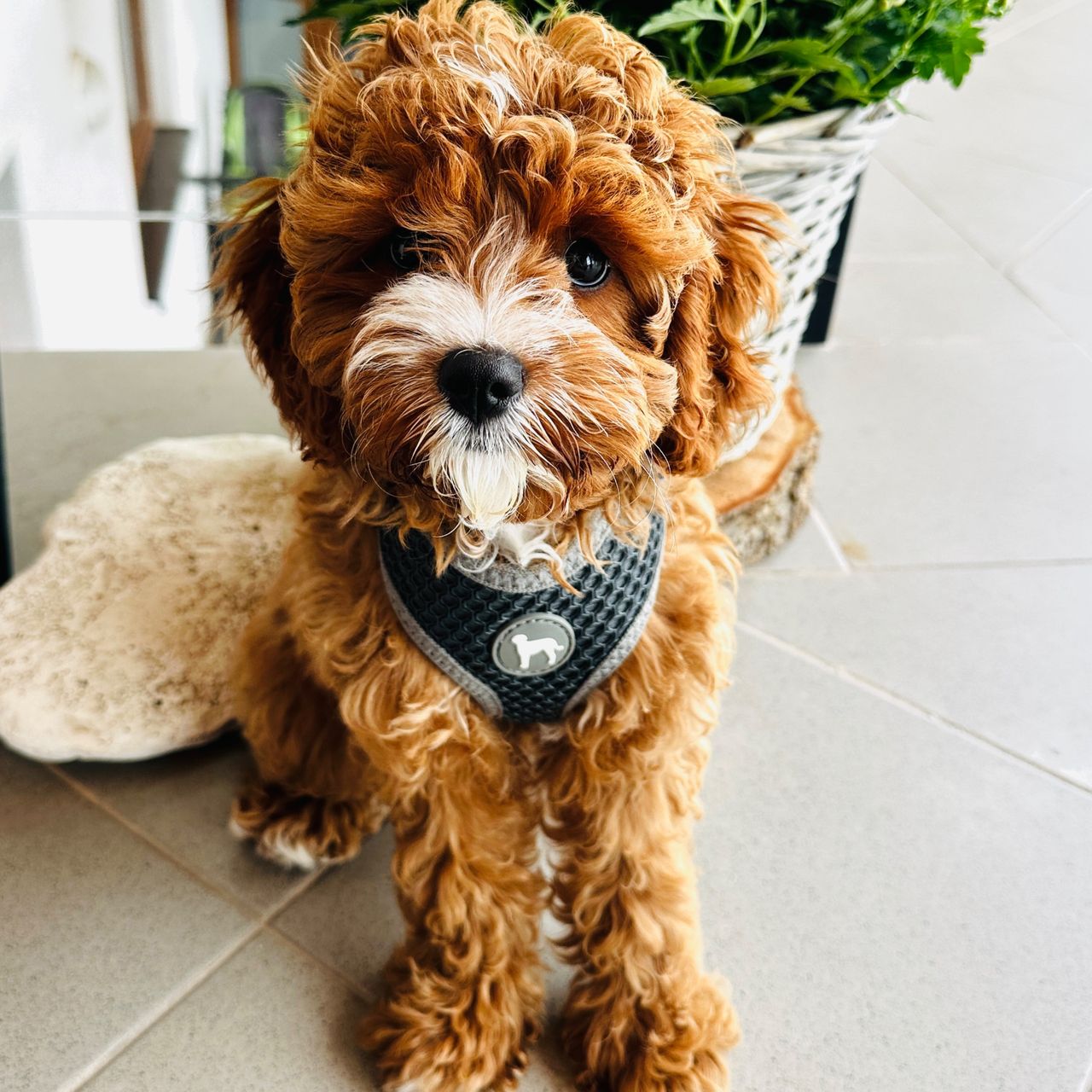 Soutěžní fotografie - Chilli,  Ostatní