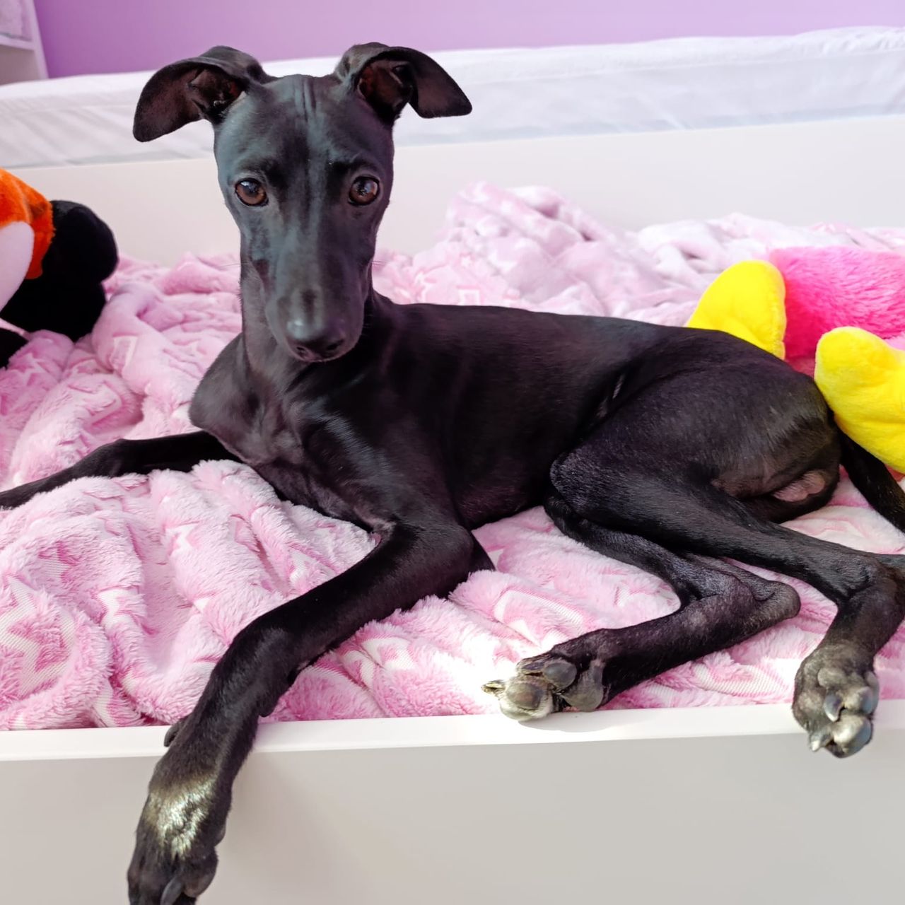 Soutěžní fotografie - Groot,  Italský chrtík