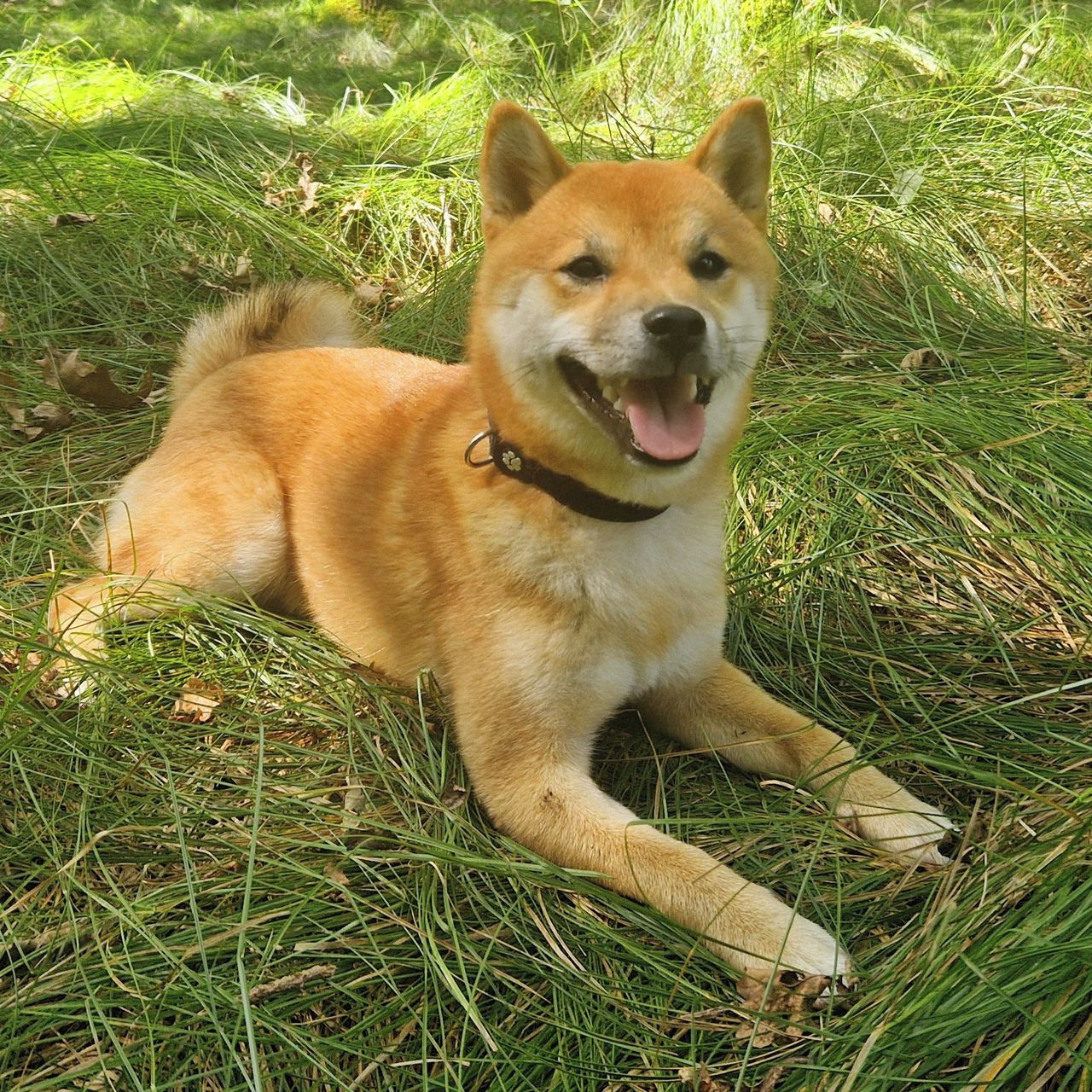 Soutěžní fotografie - Bushido,  Shiba